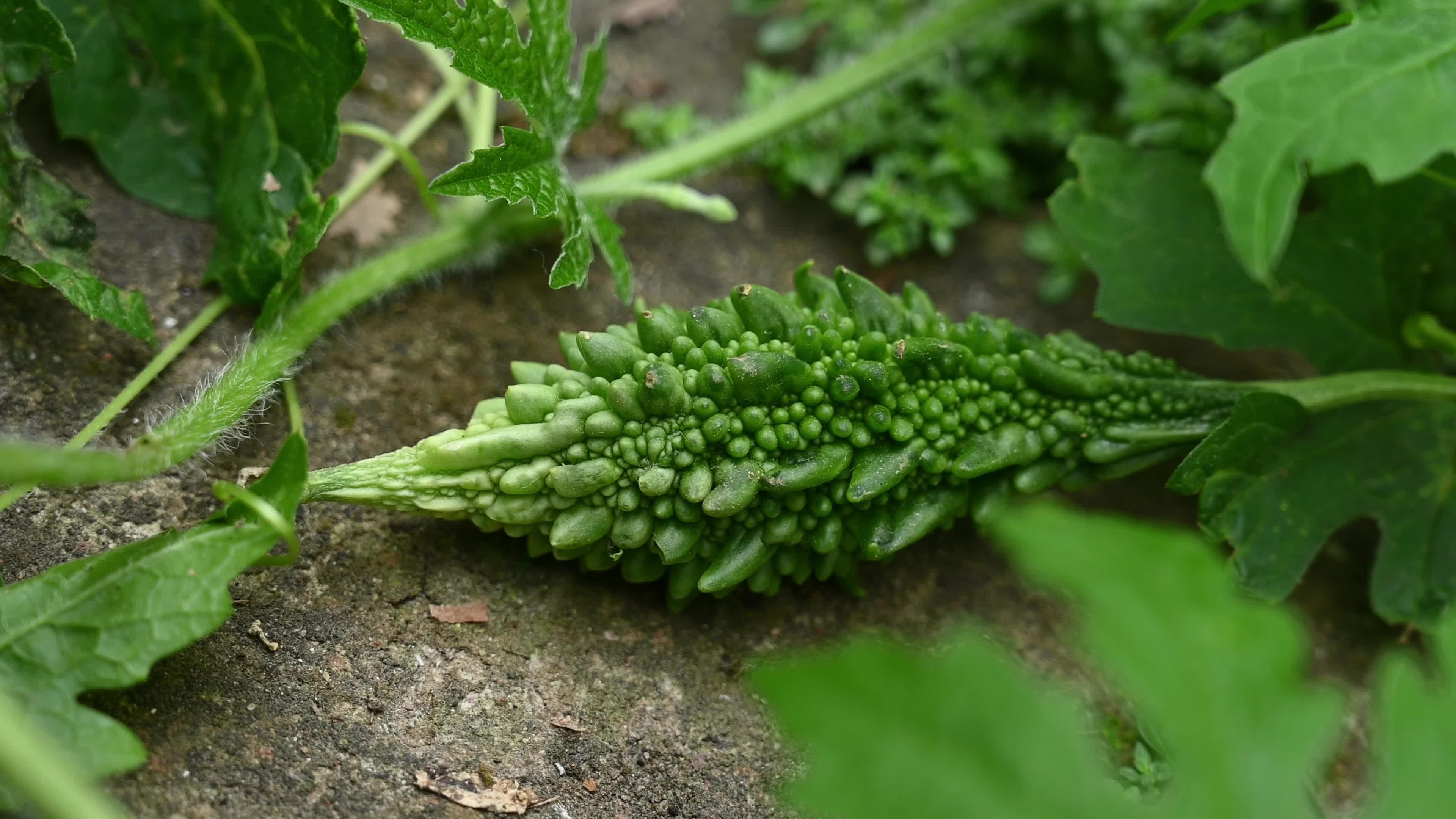 Bitter gourd (Momordica charantia) - Vegetables Of India