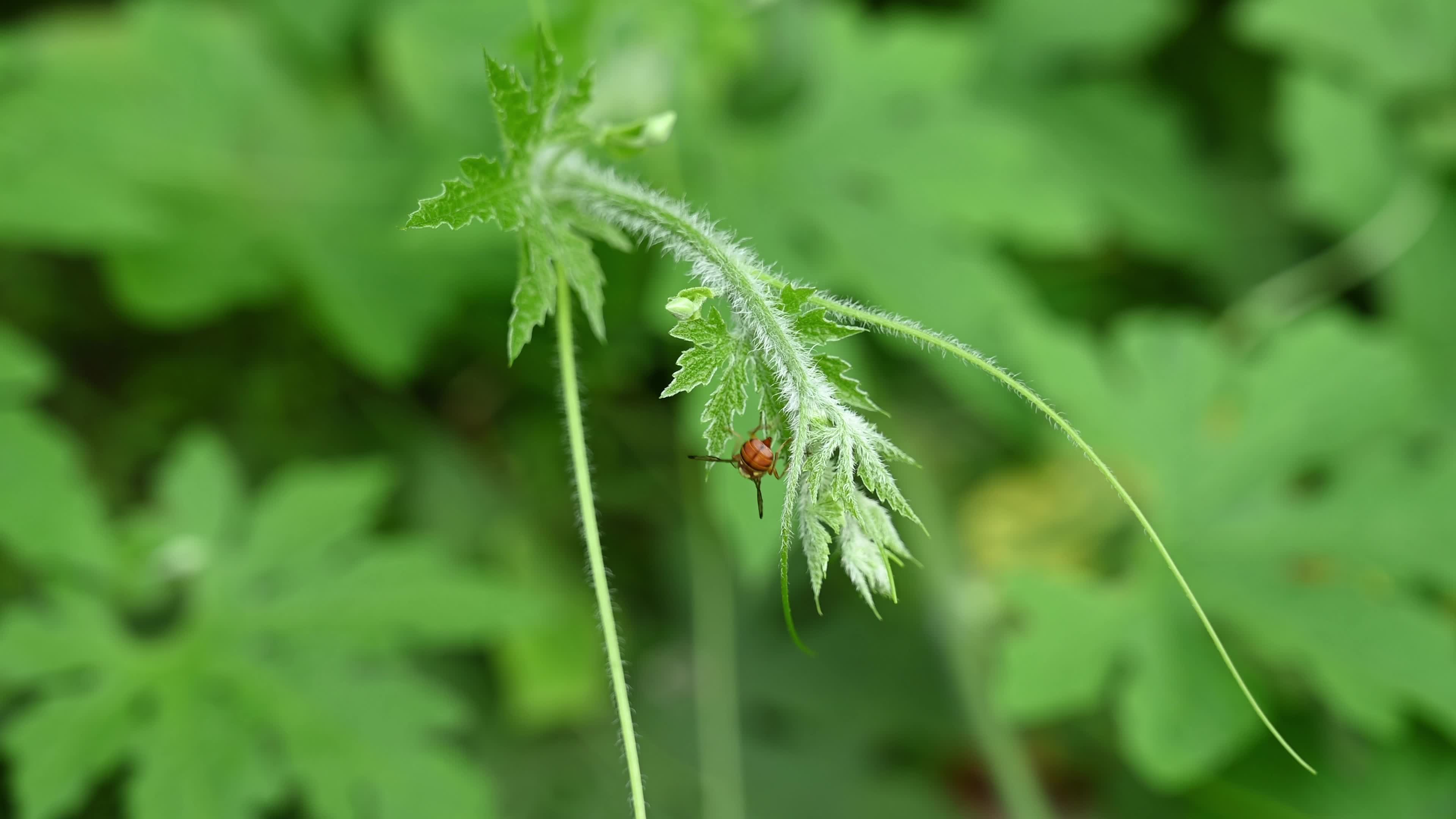 Bitter gourd (Momordica charantia) - Vegetables Of India