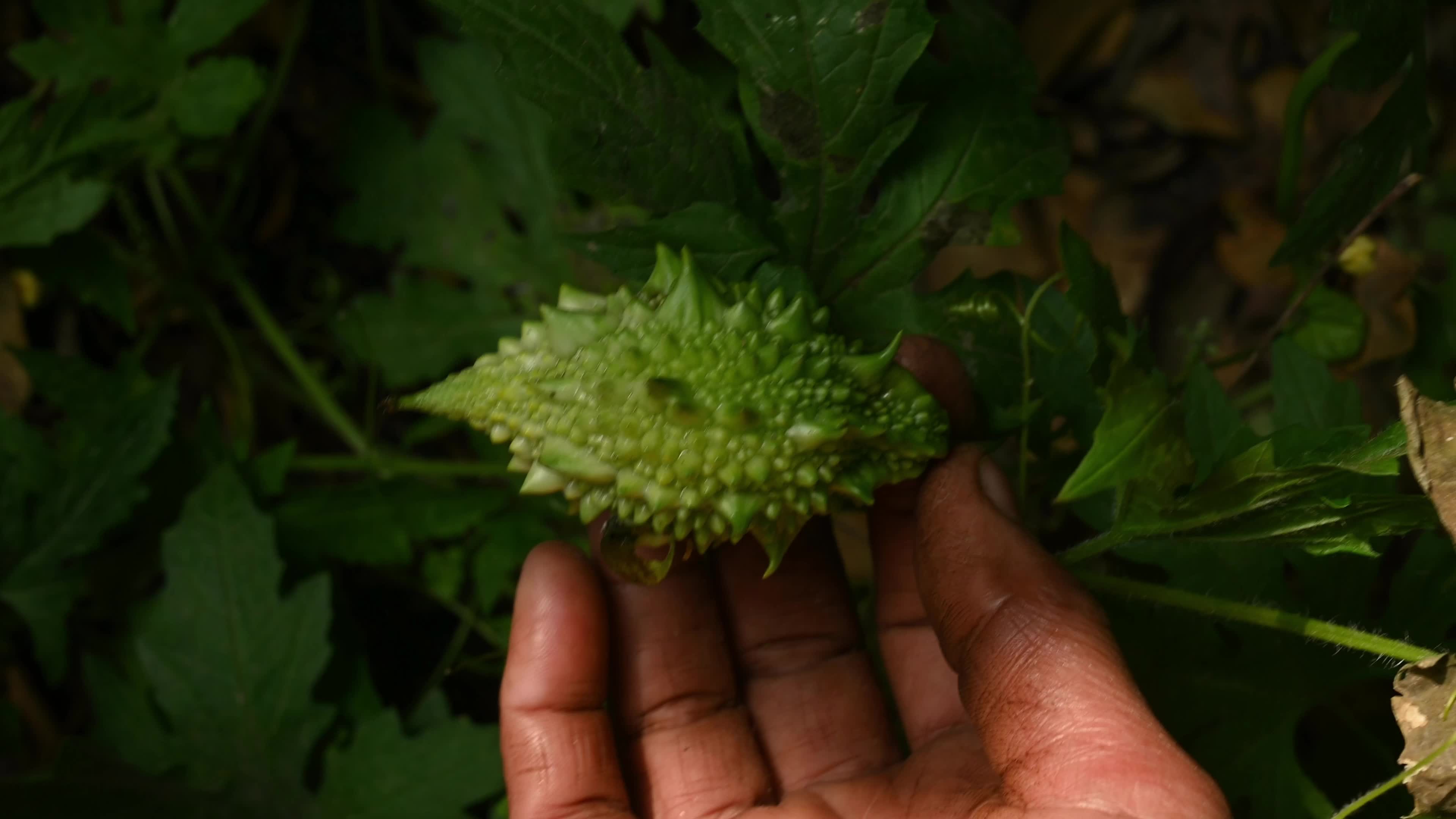 Bitter gourd (Momordica charantia) - Vegetables Of India