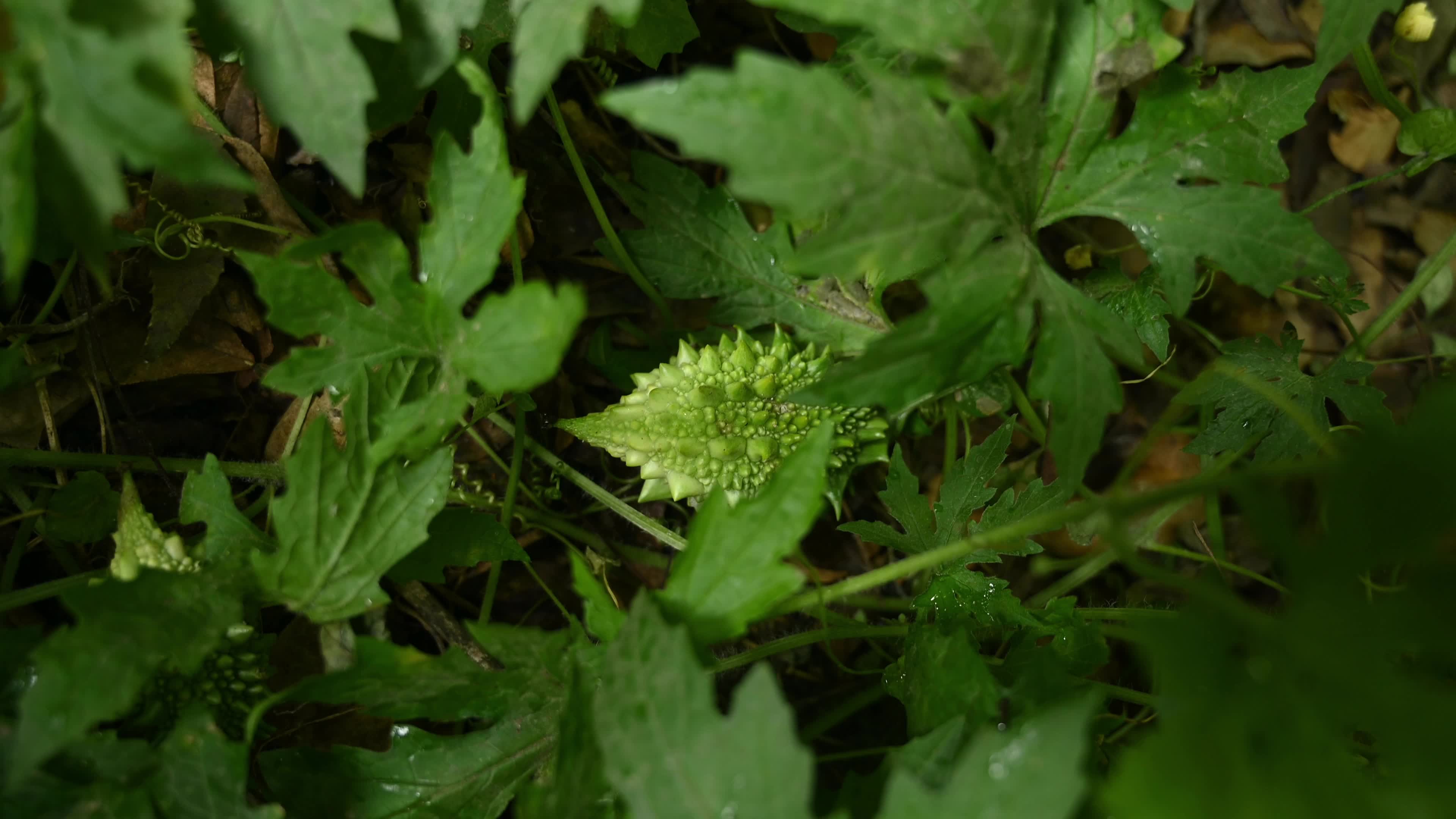 Bitter gourd (Momordica charantia) - Vegetables Of India