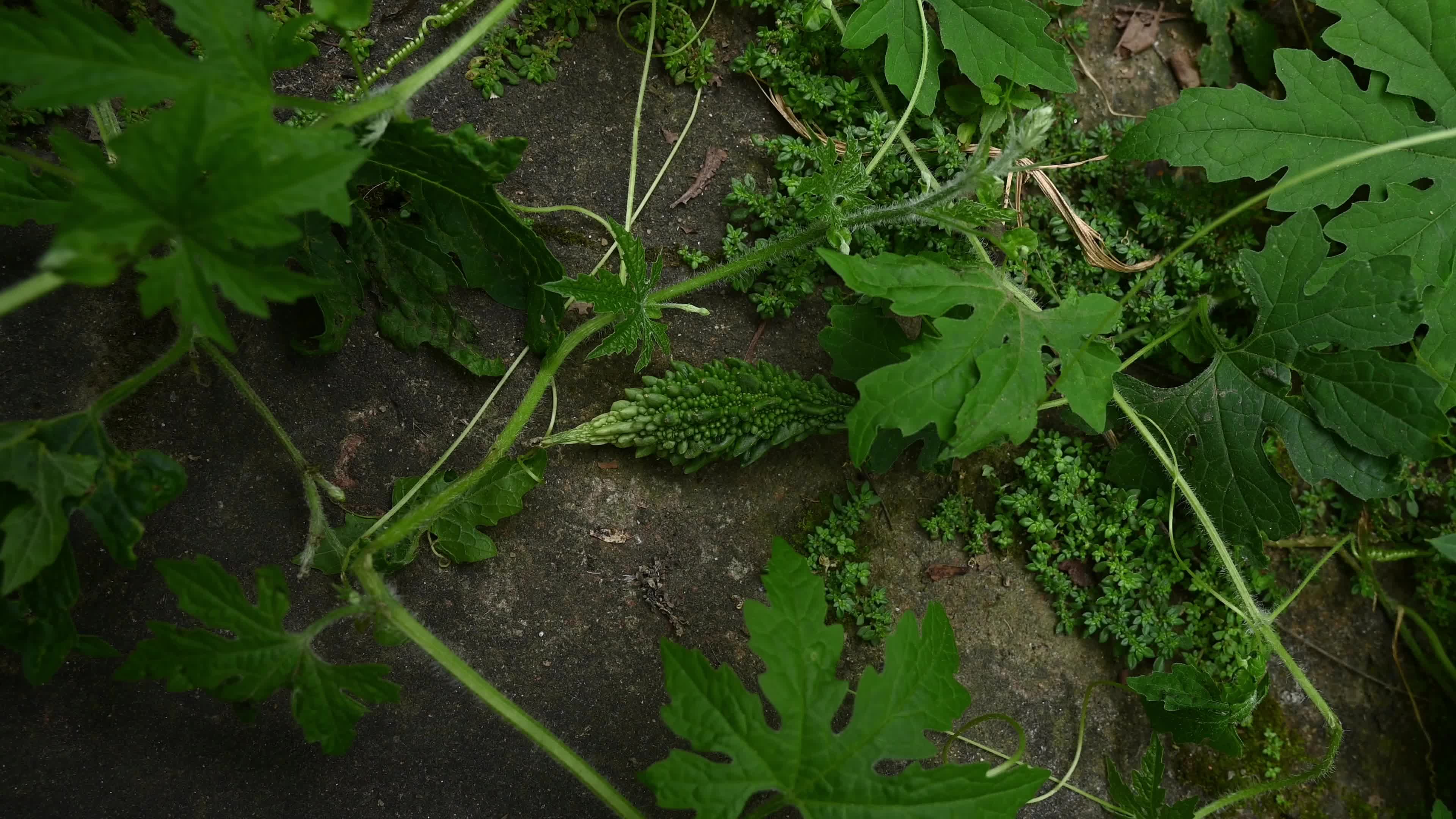 Bitter gourd (Momordica charantia) - Vegetables Of India