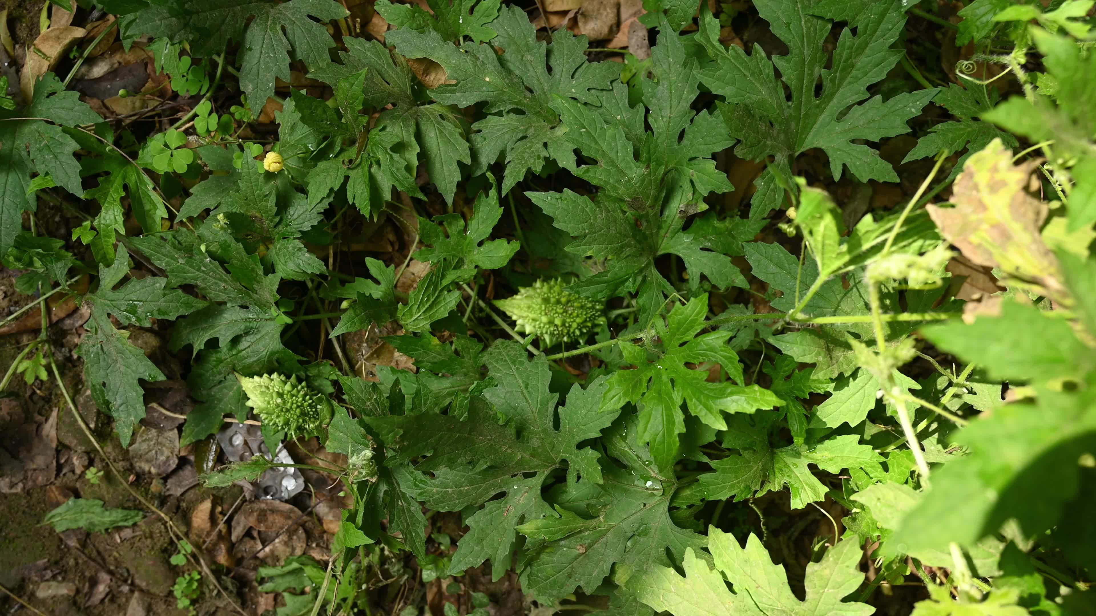 Bitter gourd (Momordica charantia) - Vegetables Of India