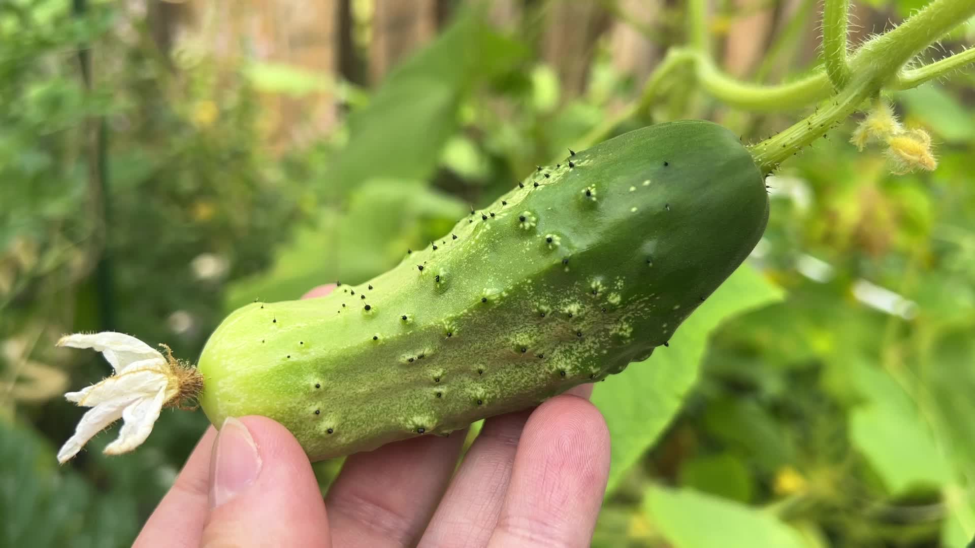 Agriculture in Canada - Cucumbers