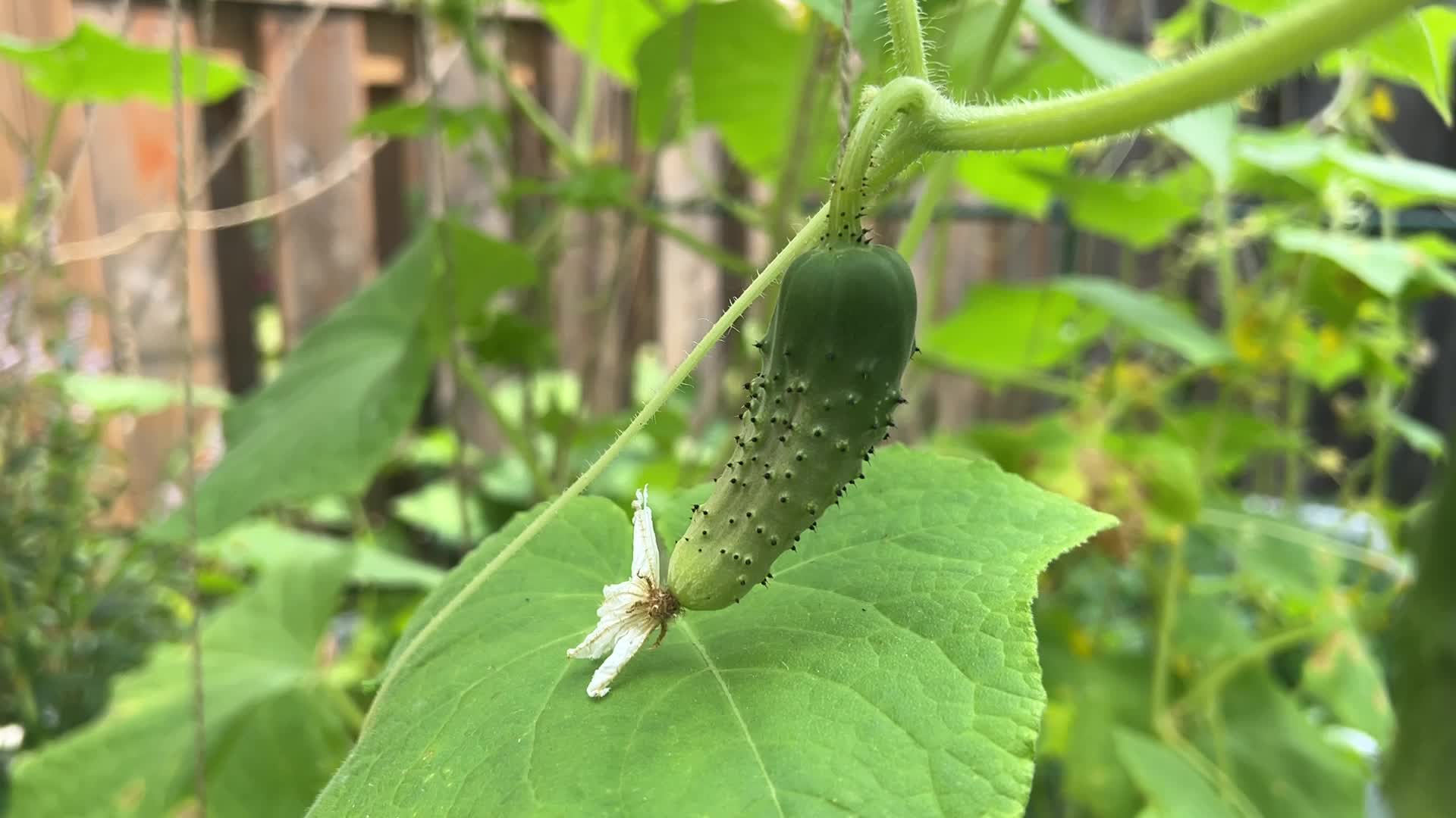 Agriculture in Canada - Cucumbers