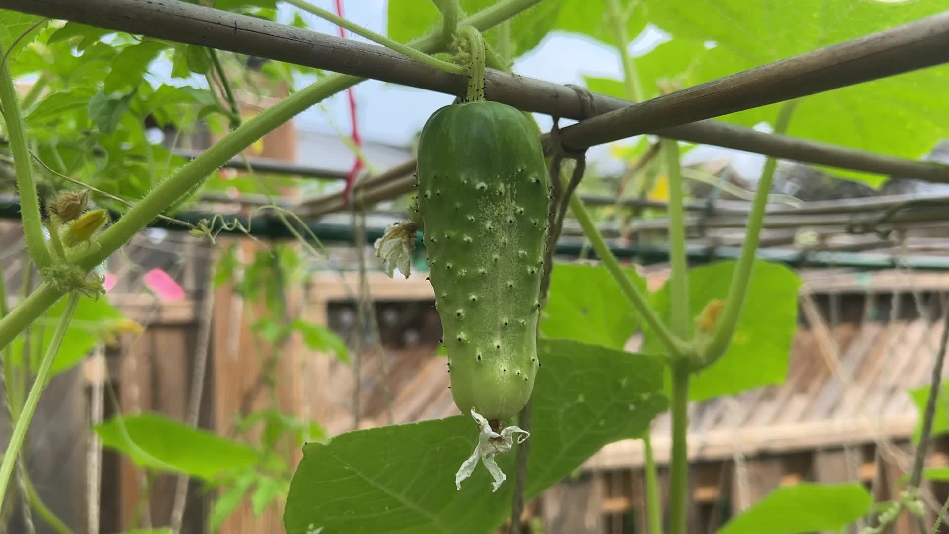 Agriculture in Canada - Cucumbers