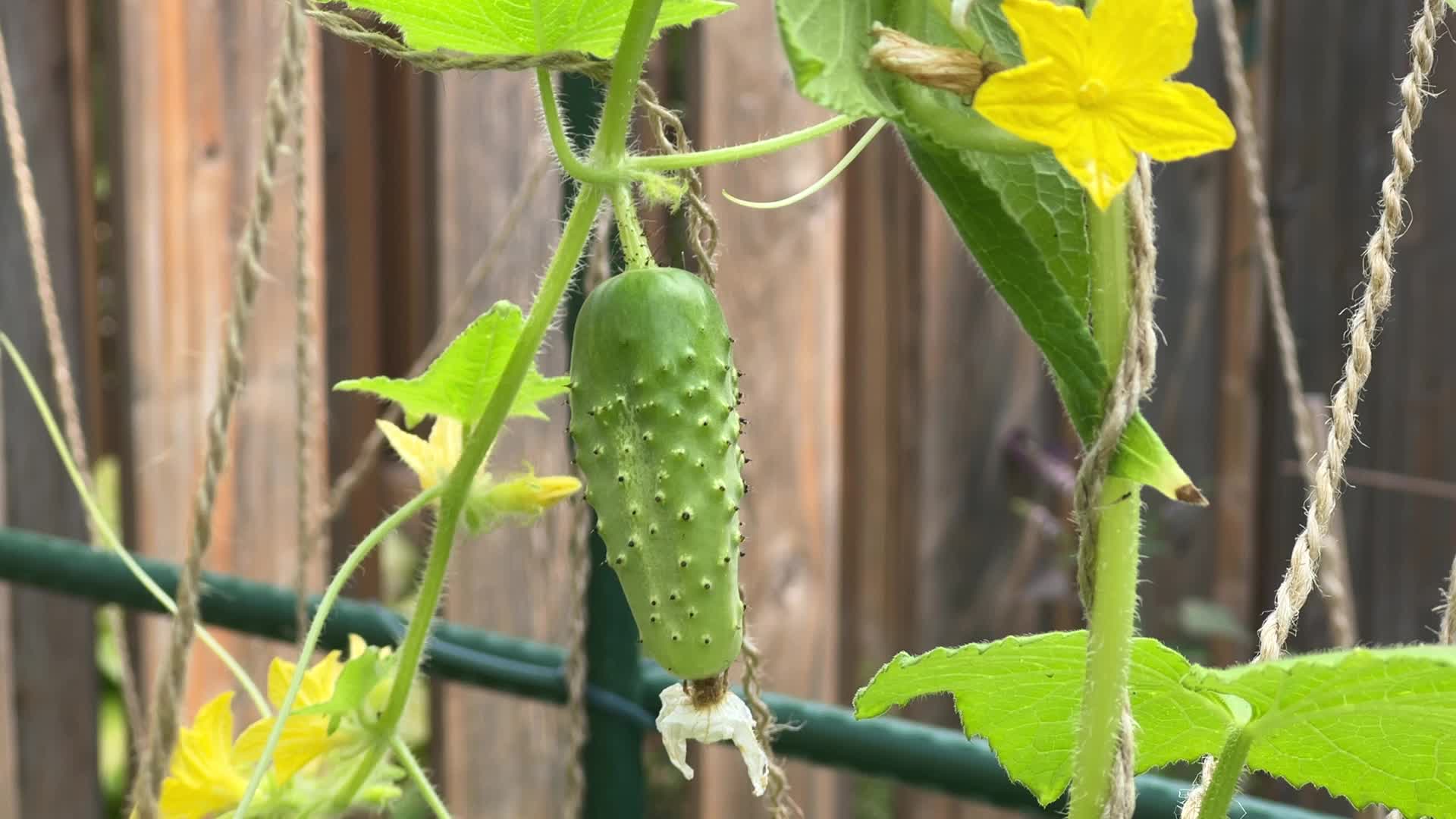 Agriculture in Canada - Cucumbers
