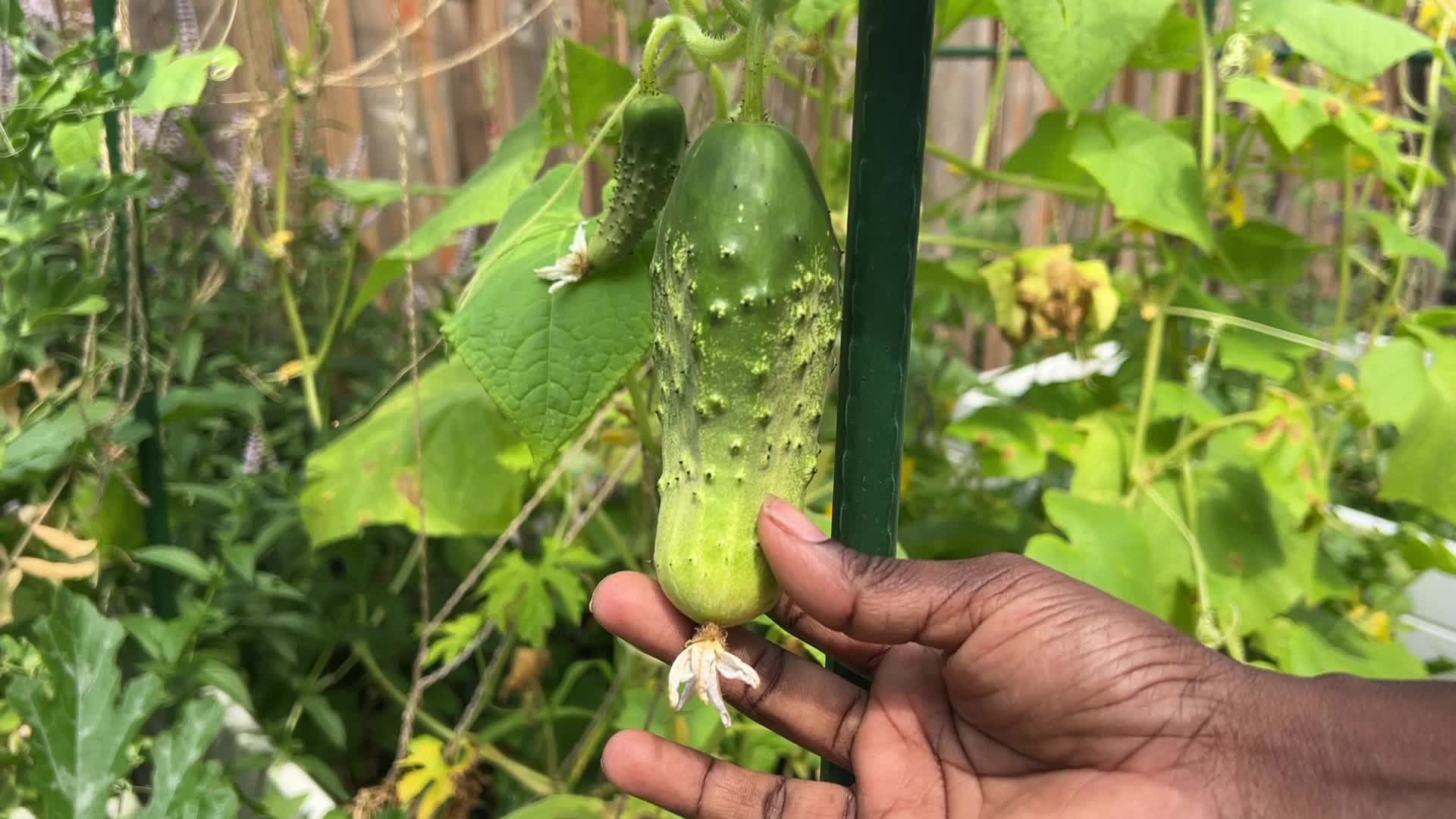 Agriculture in Canada - Cucumbers