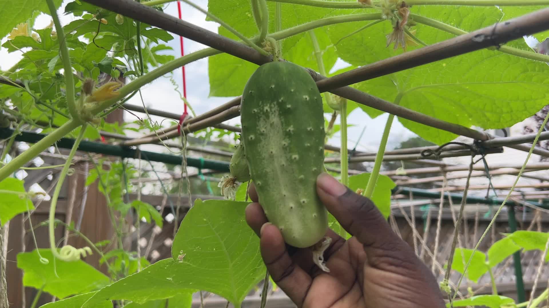 Agriculture in Canada - Cucumbers