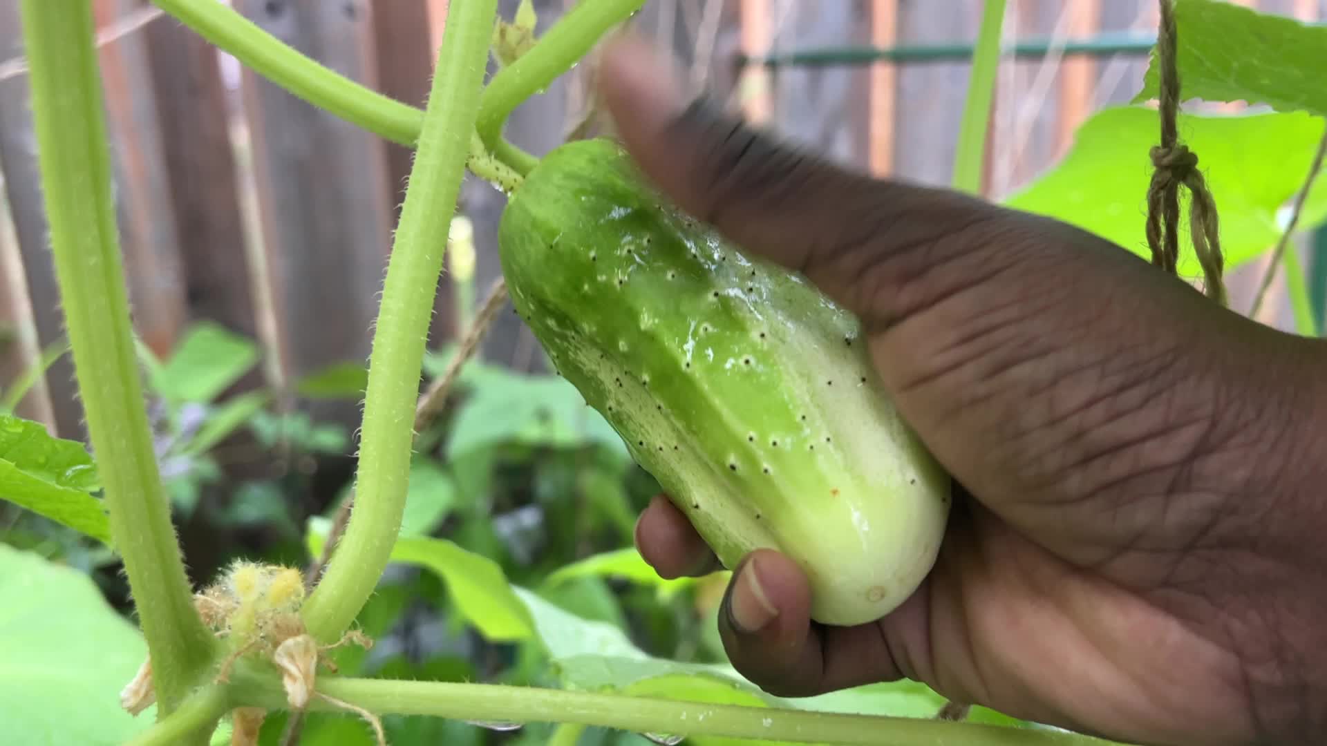Agriculture in Canada - Cucumbers