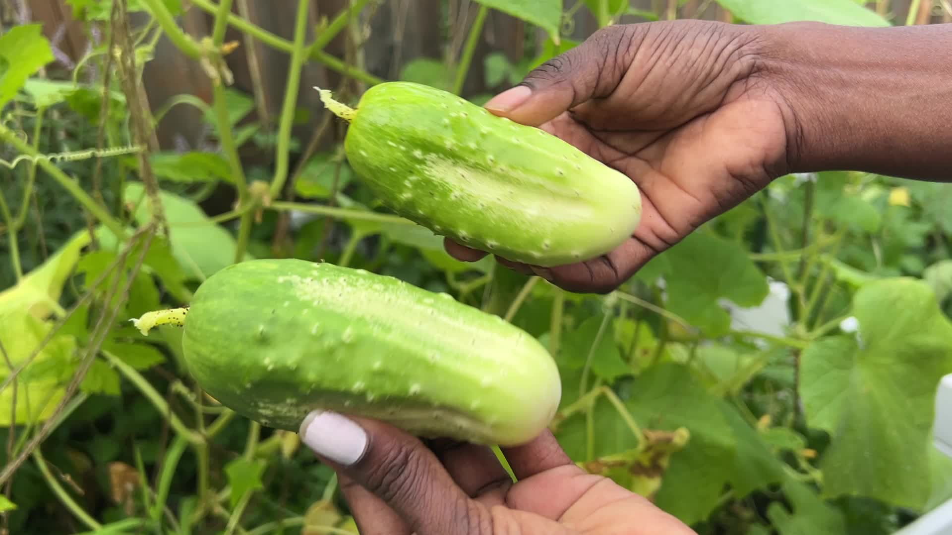 Agriculture in Canada - Cucumbers