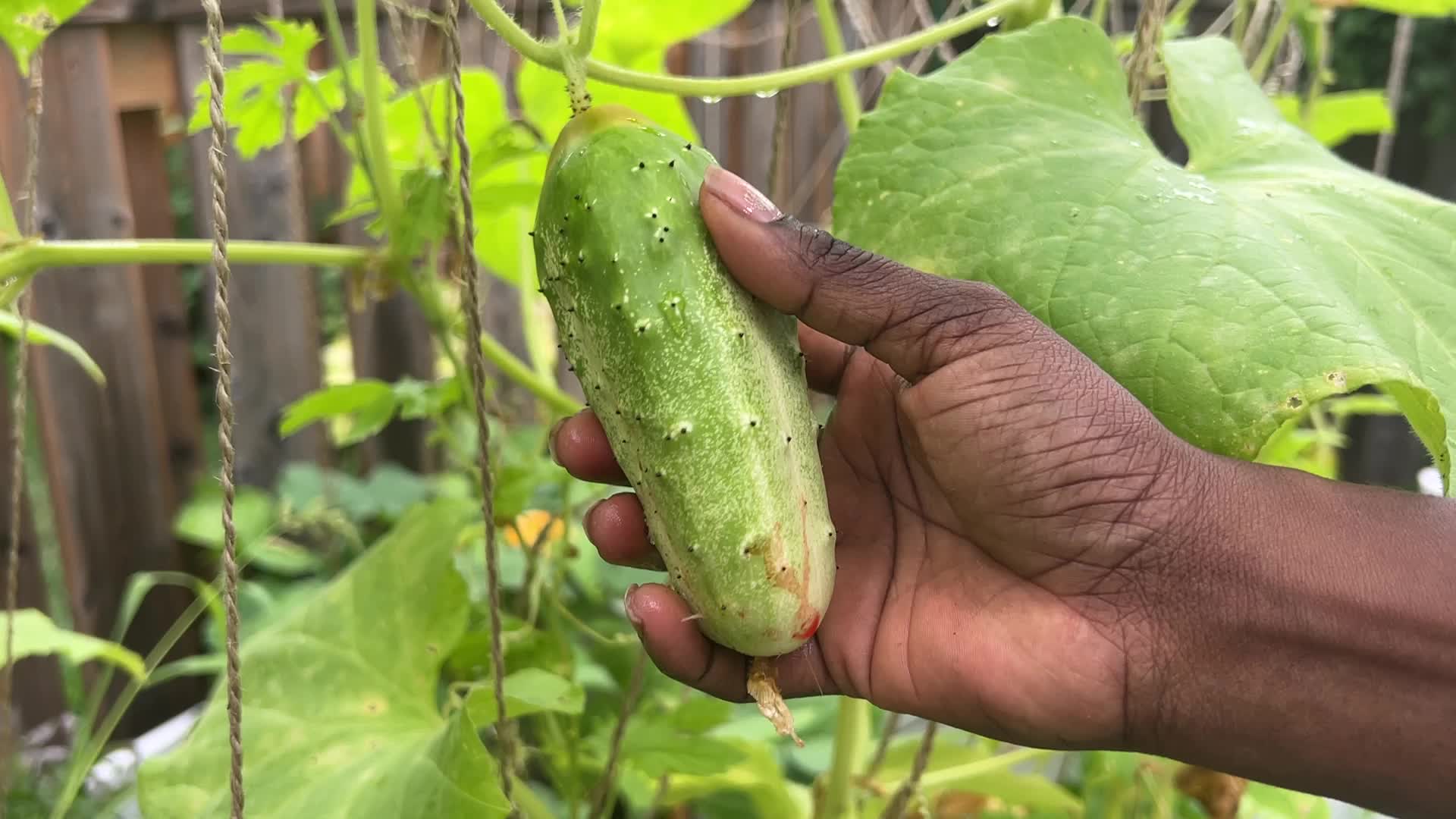 Agriculture in Canada - Cucumbers