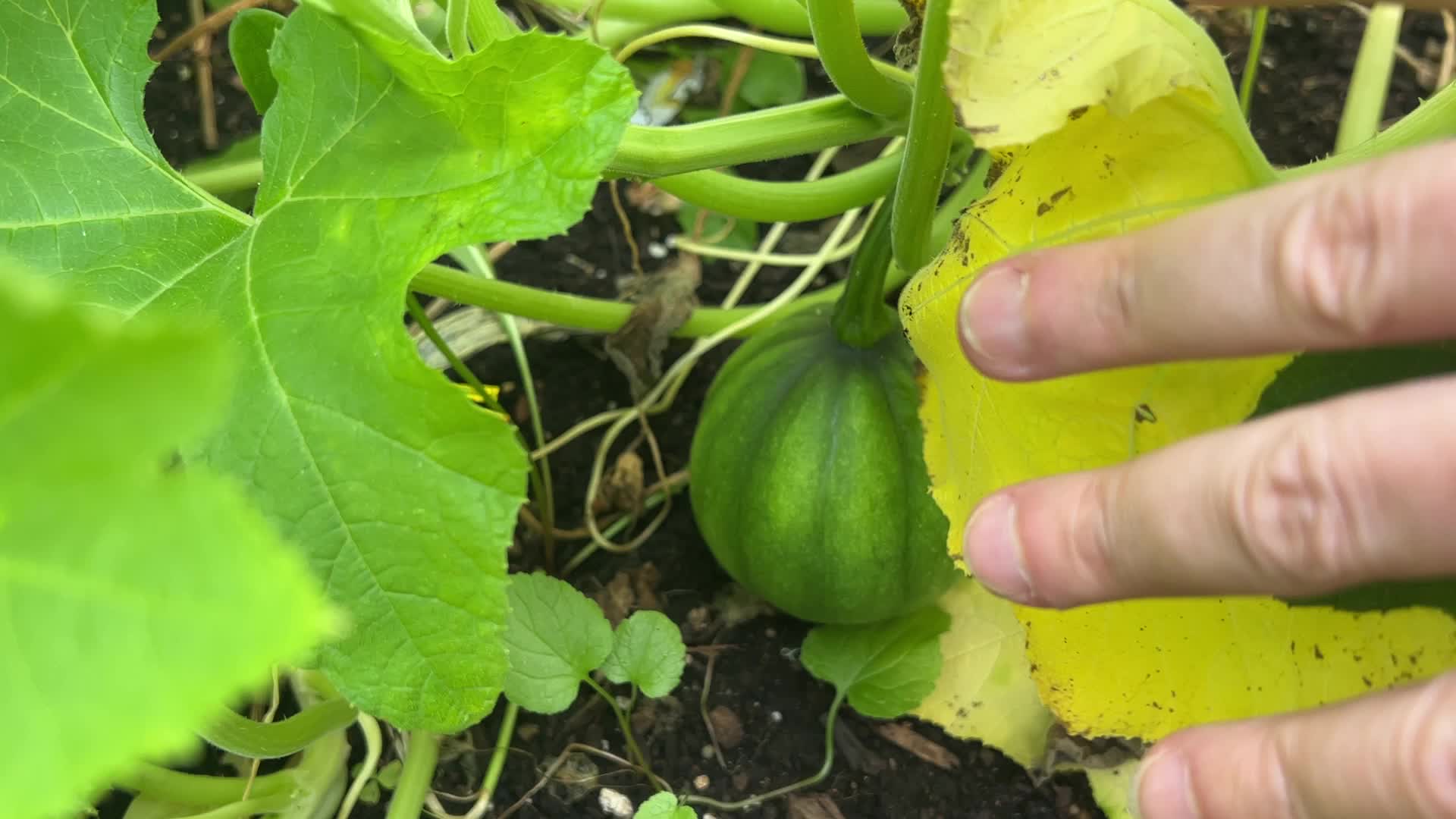 Daily Life During Summer Season in Canada