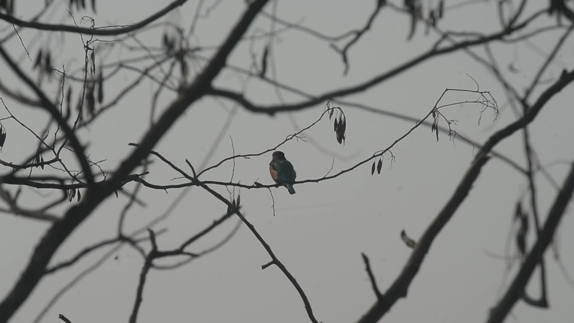 White-throated Kingfisher Bird