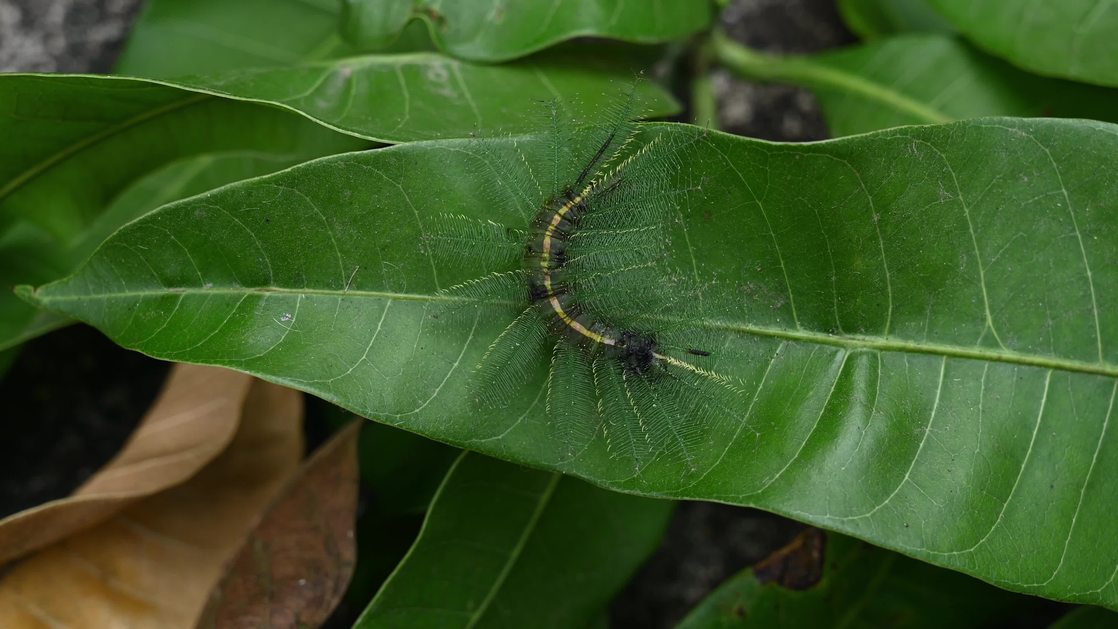 Euthalia aconthea - Pest - Camouflage Techniques - Nymphalid