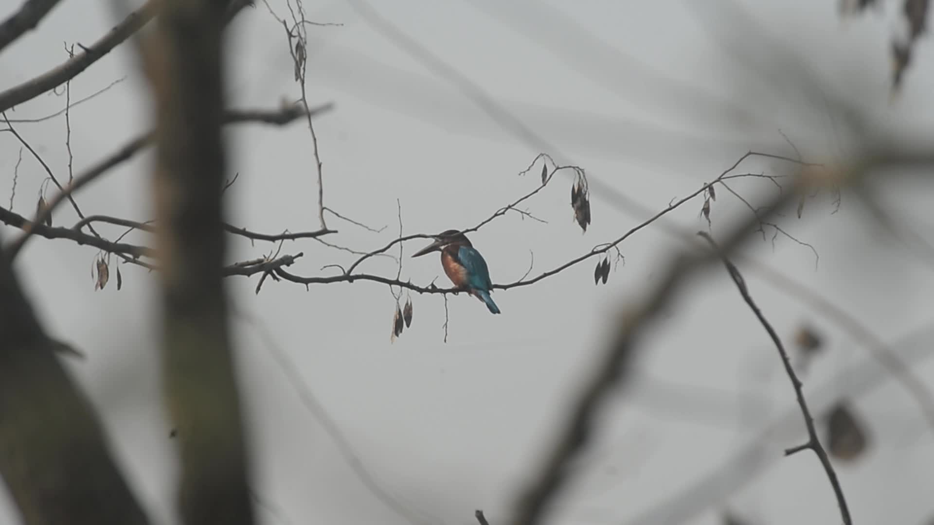 White-throated Kingfisher Bird