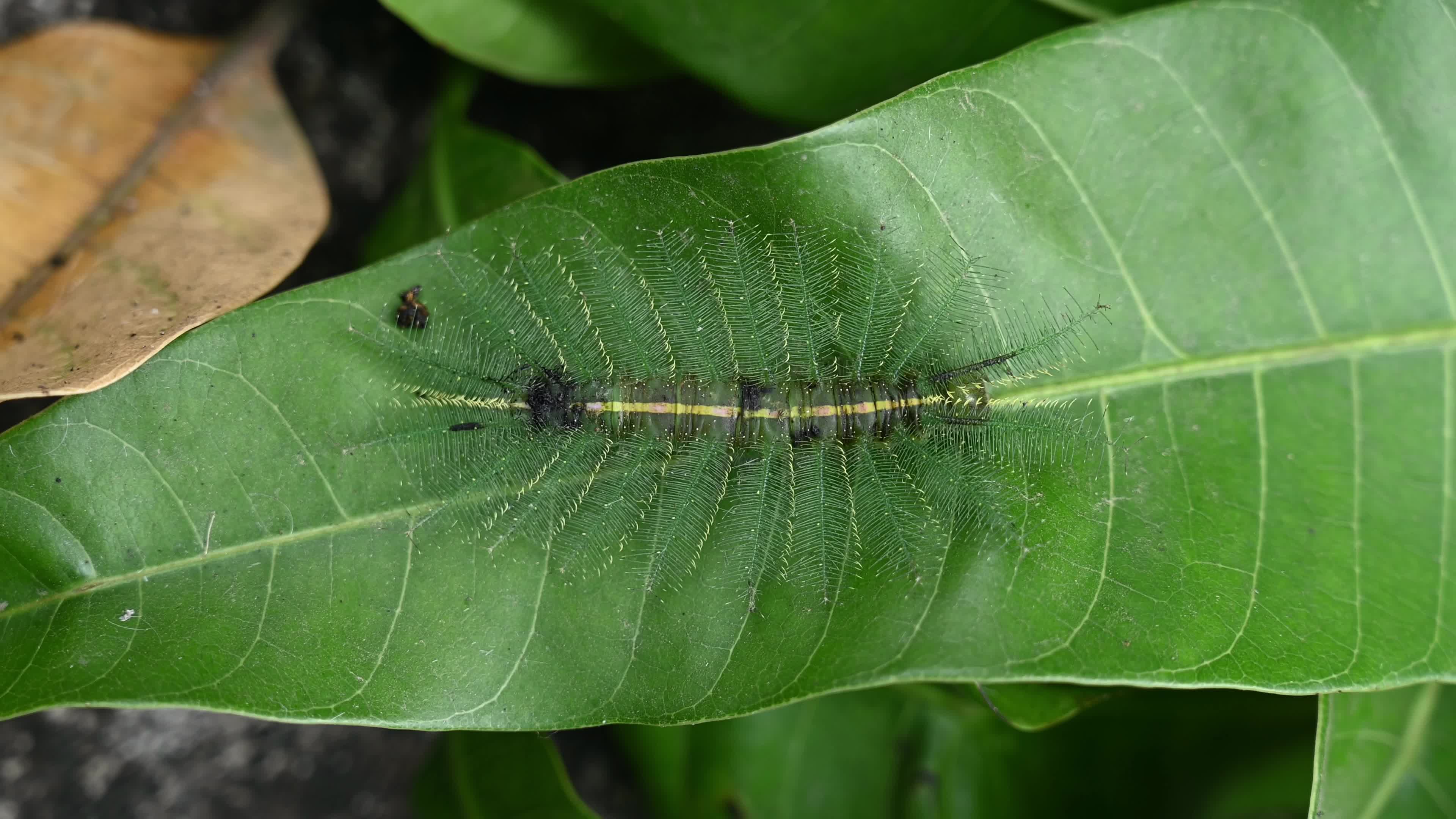 Euthalia aconthea - Pest - Camouflage Techniques - Nymphalid