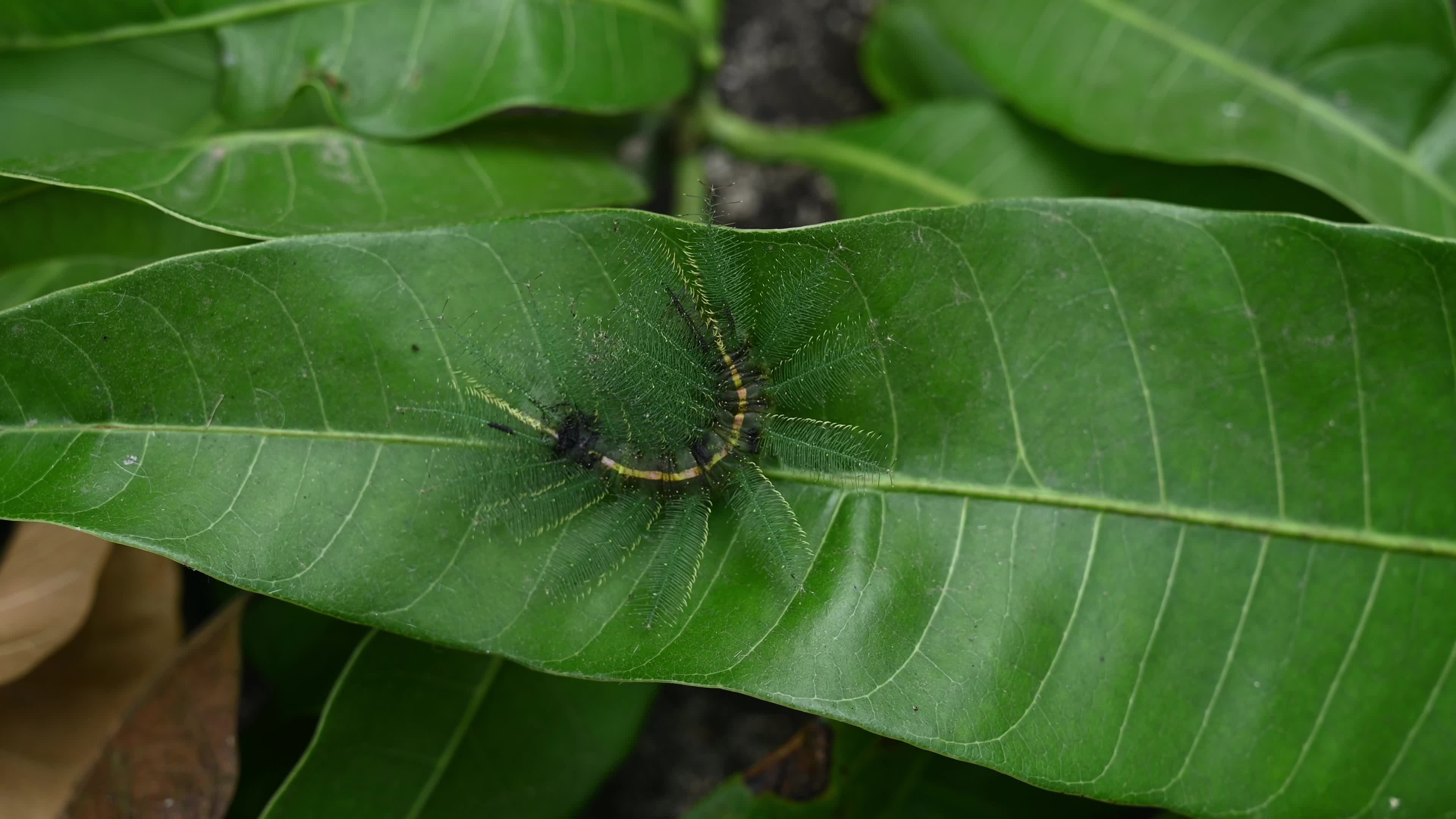 Euthalia aconthea - Pest - Camouflage Techniques - Nymphalid