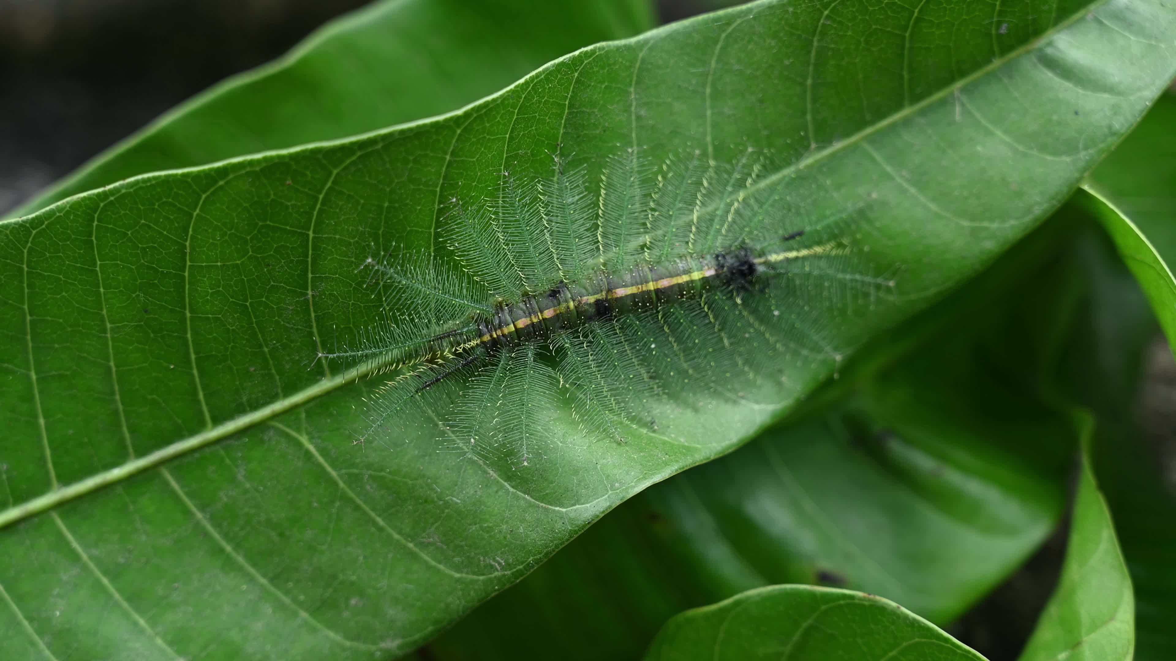 Euthalia aconthea - Pest - Camouflage Techniques - Nymphalid