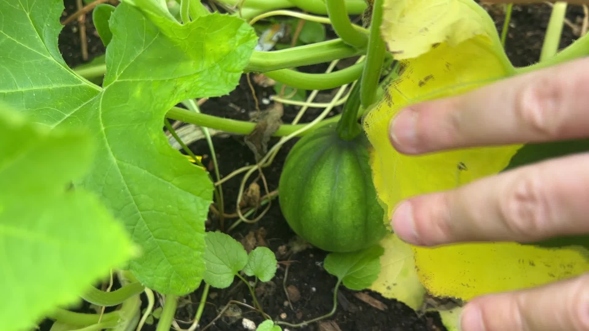 Daily Life During Summer Season in Canada - 08/11/2025