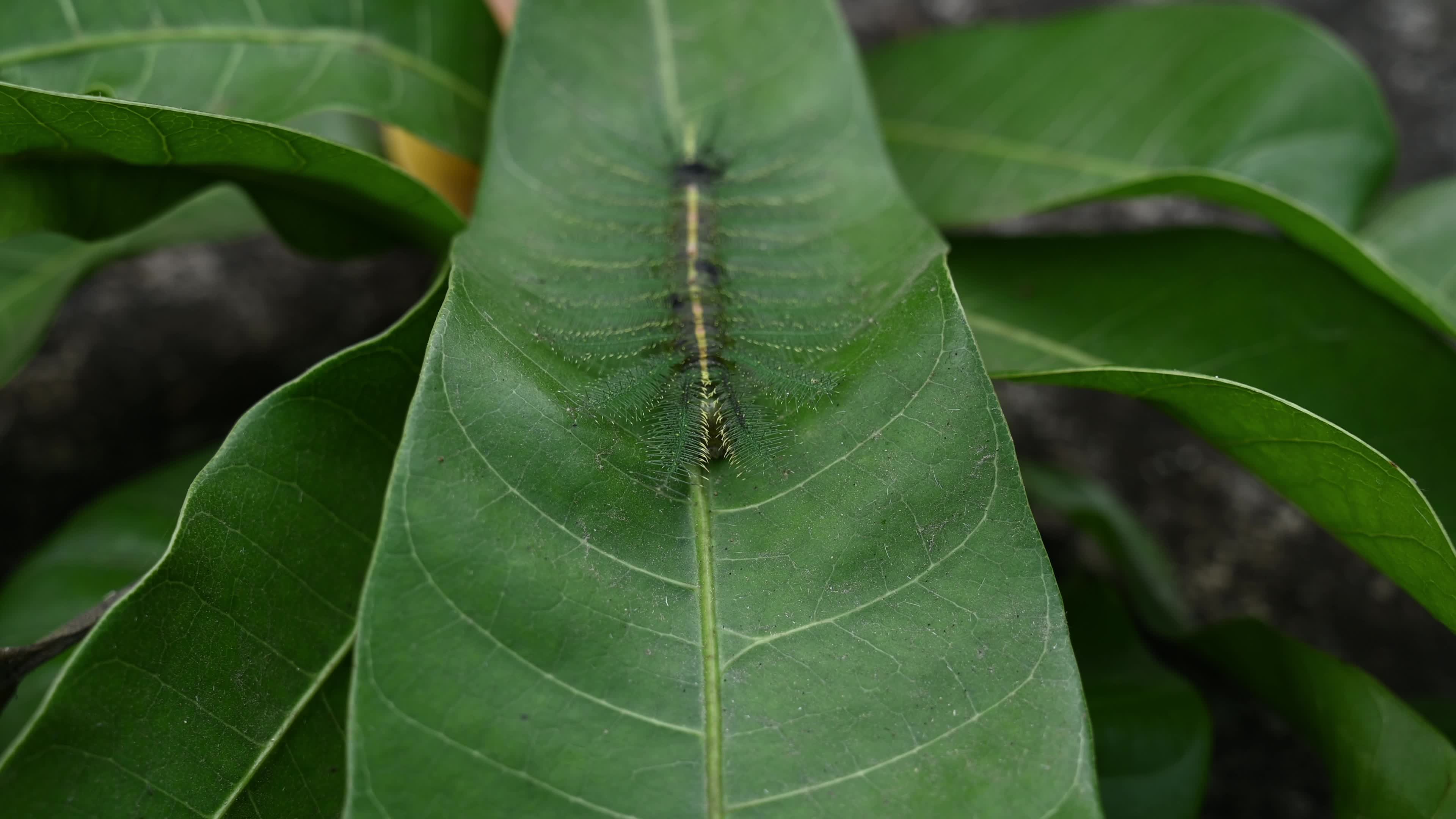 Euthalia aconthea - Pest - Camouflage Techniques - Nymphalid