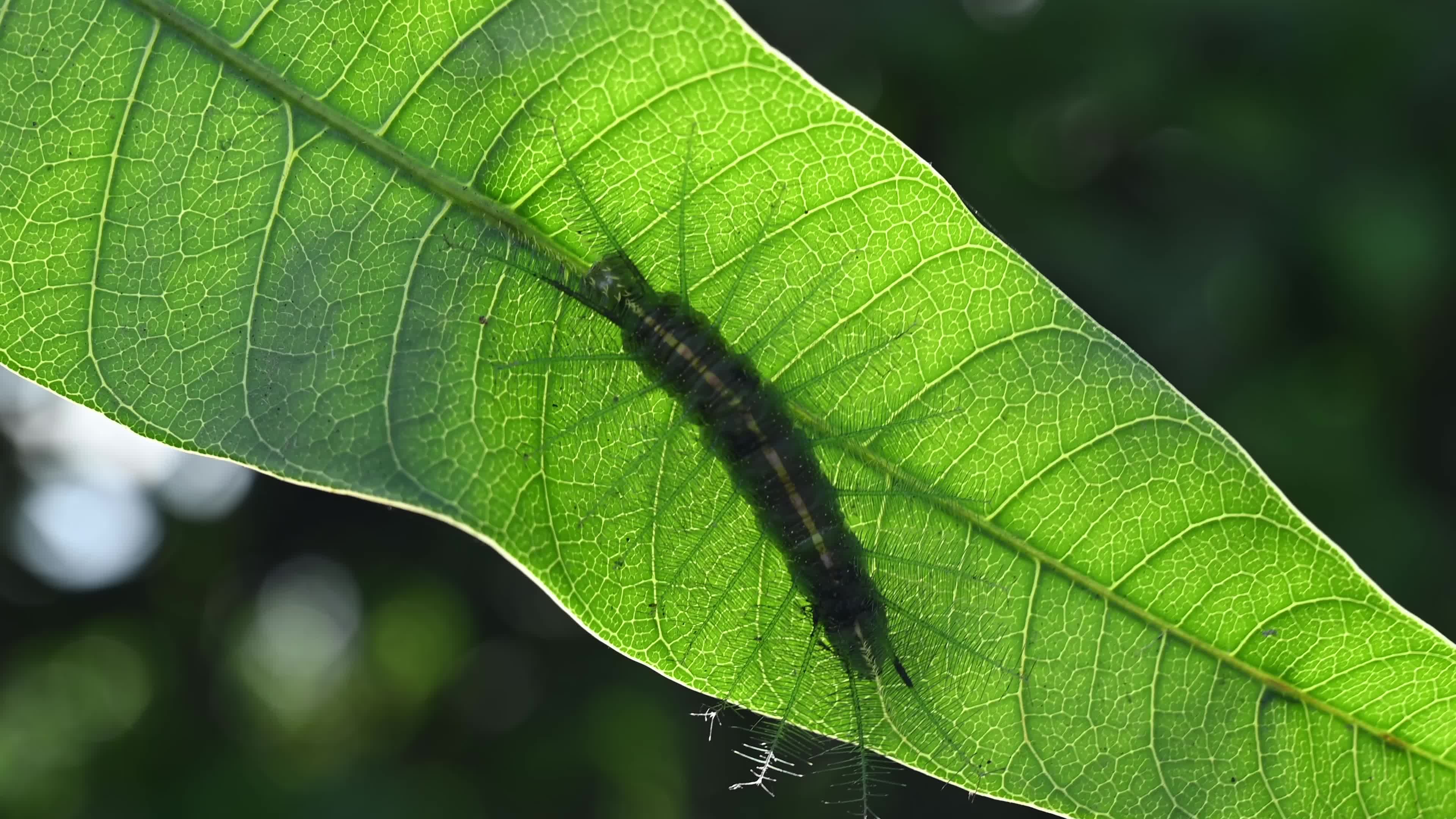 Euthalia aconthea - Pest - Camouflage Techniques - Nymphalid