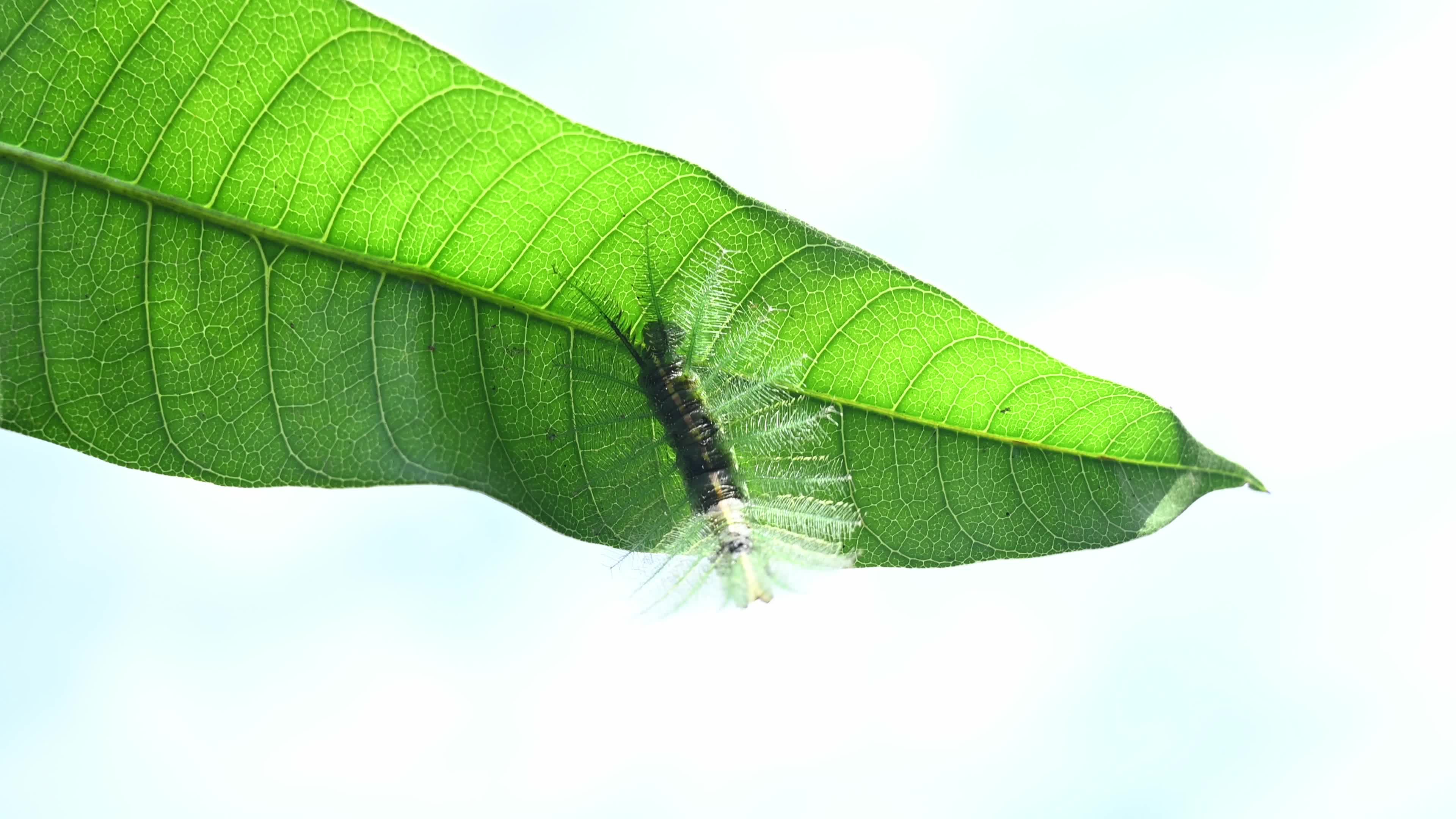 Euthalia aconthea - Pest - Camouflage Techniques - Nymphalid