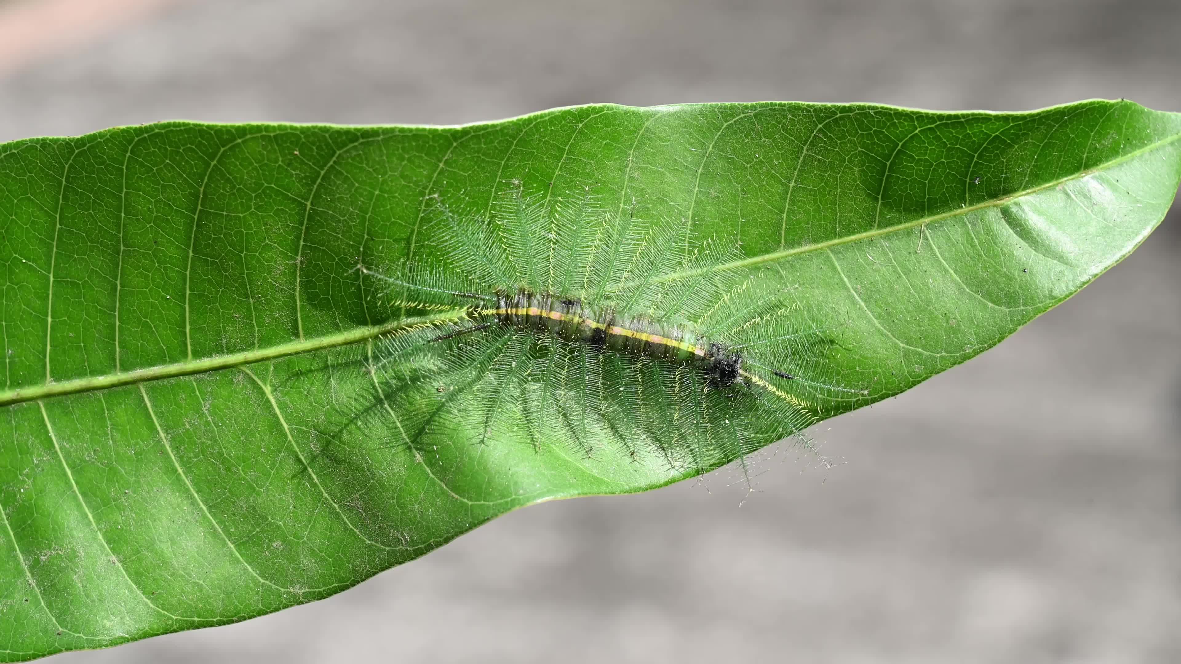 Euthalia aconthea - Pest - Camouflage Techniques - Nymphalid