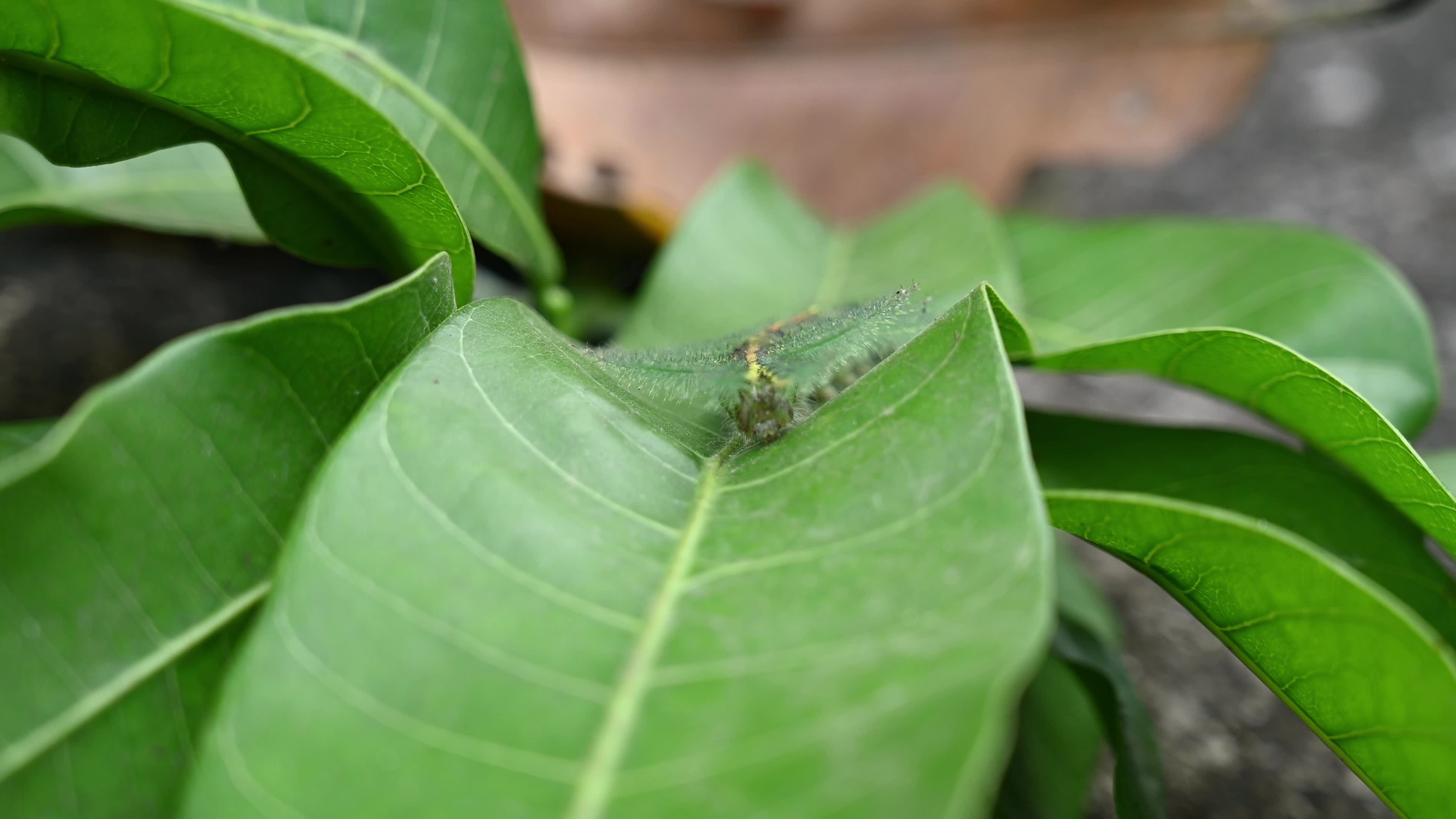 Euthalia aconthea - Pest - Camouflage Techniques - Nymphalid