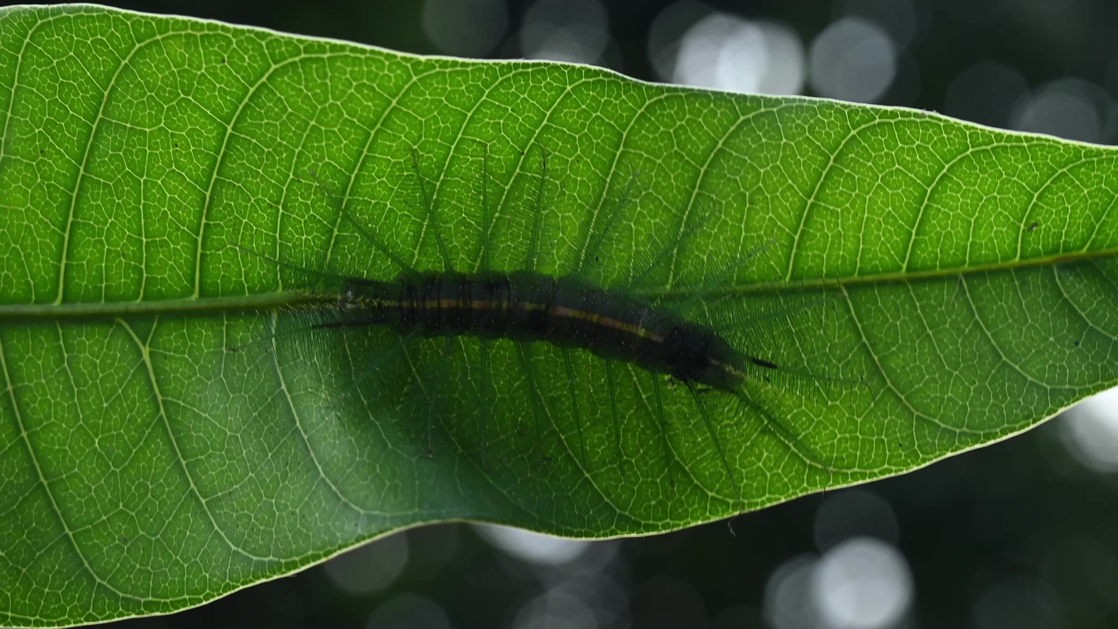 Euthalia aconthea - Pest - Camouflage Techniques - Nymphalid