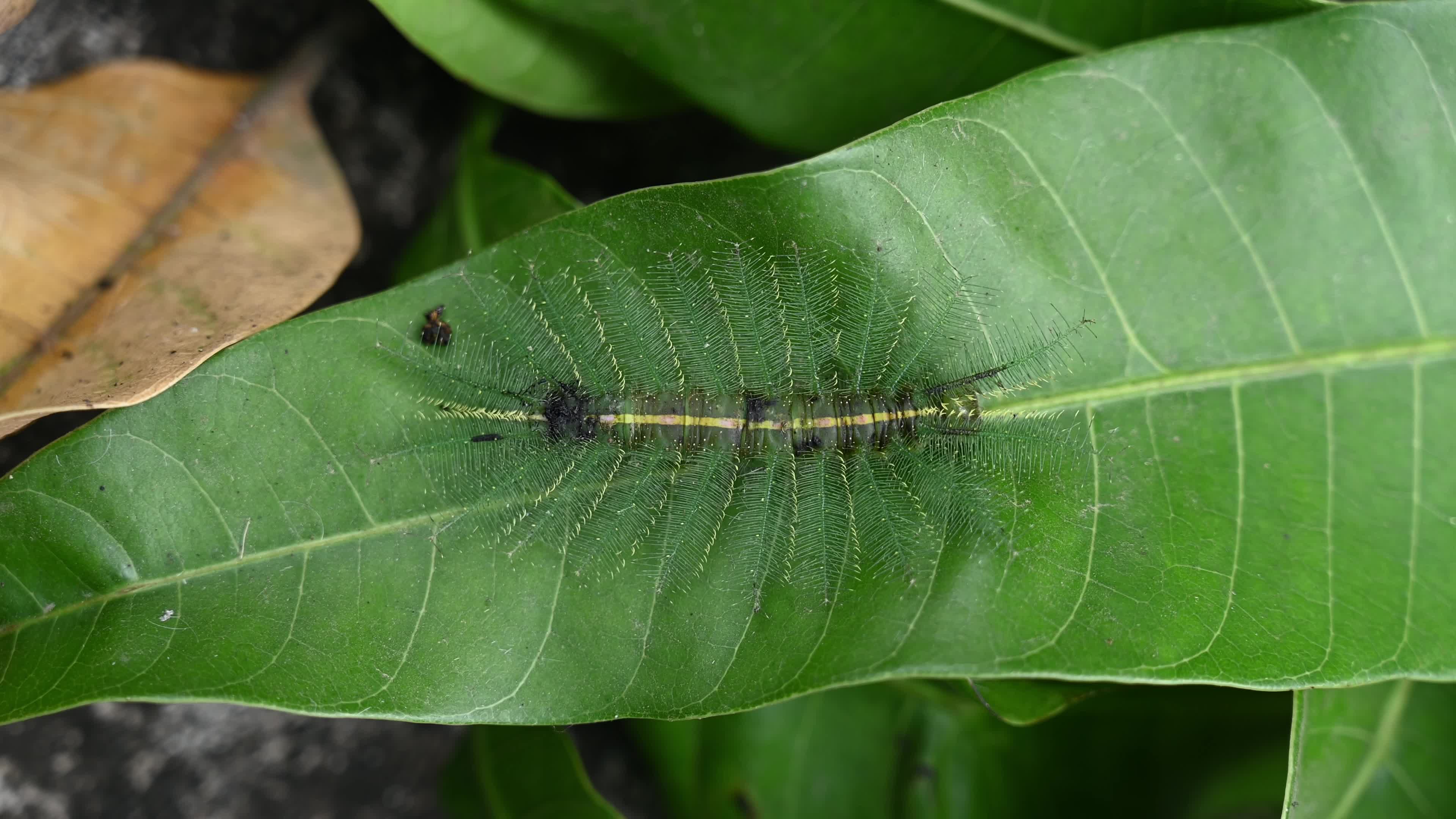 Euthalia aconthea - Pest - Camouflage Techniques - Nymphalid