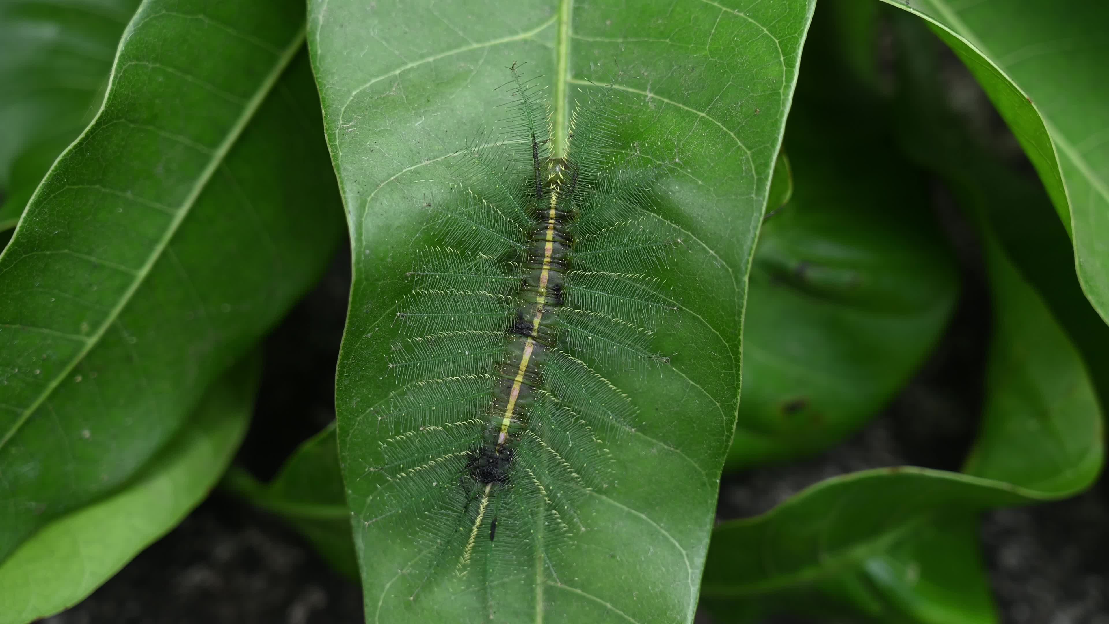 Euthalia aconthea - Pest - Camouflage Techniques - Nymphalid
