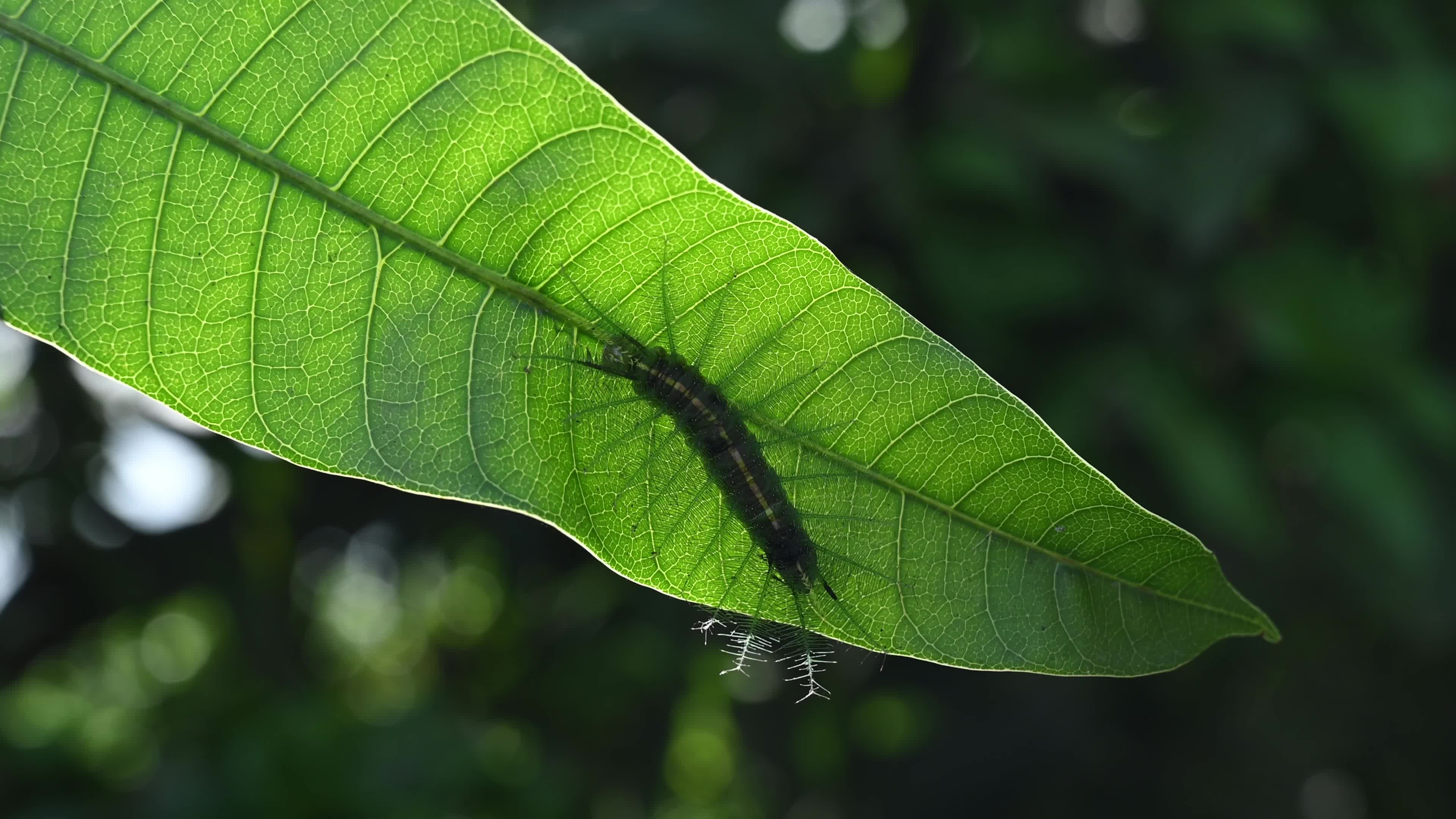 Euthalia aconthea - Pest - Camouflage Techniques - Nymphalid