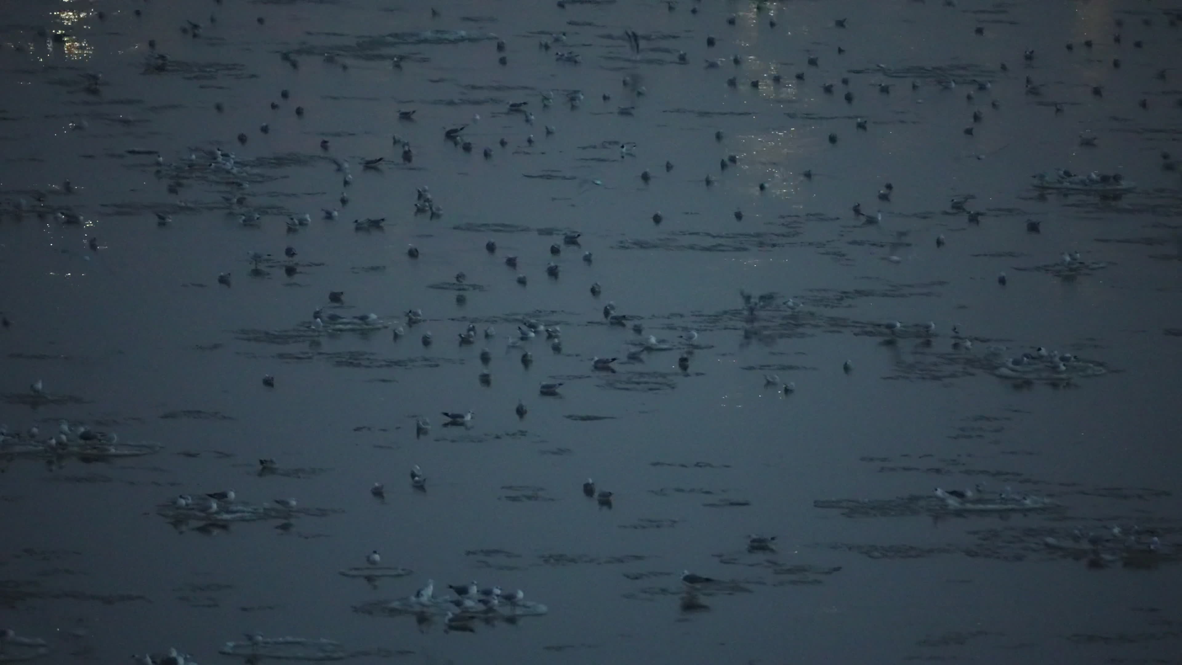 Thousands of seagulls gather on "ice pancakes" on Vistula river