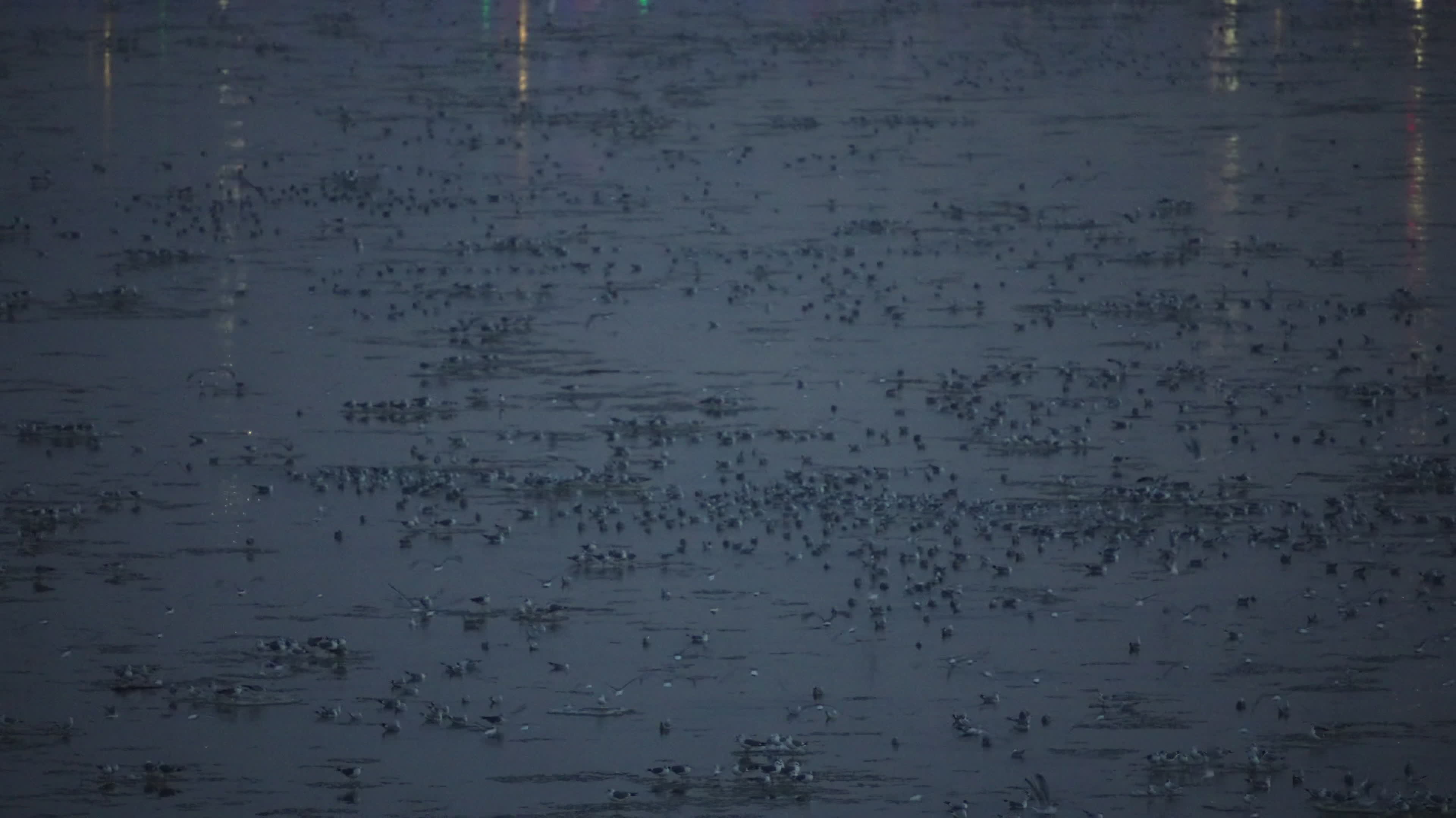 Thousands of seagulls gather on "ice pancakes" on Vistula river