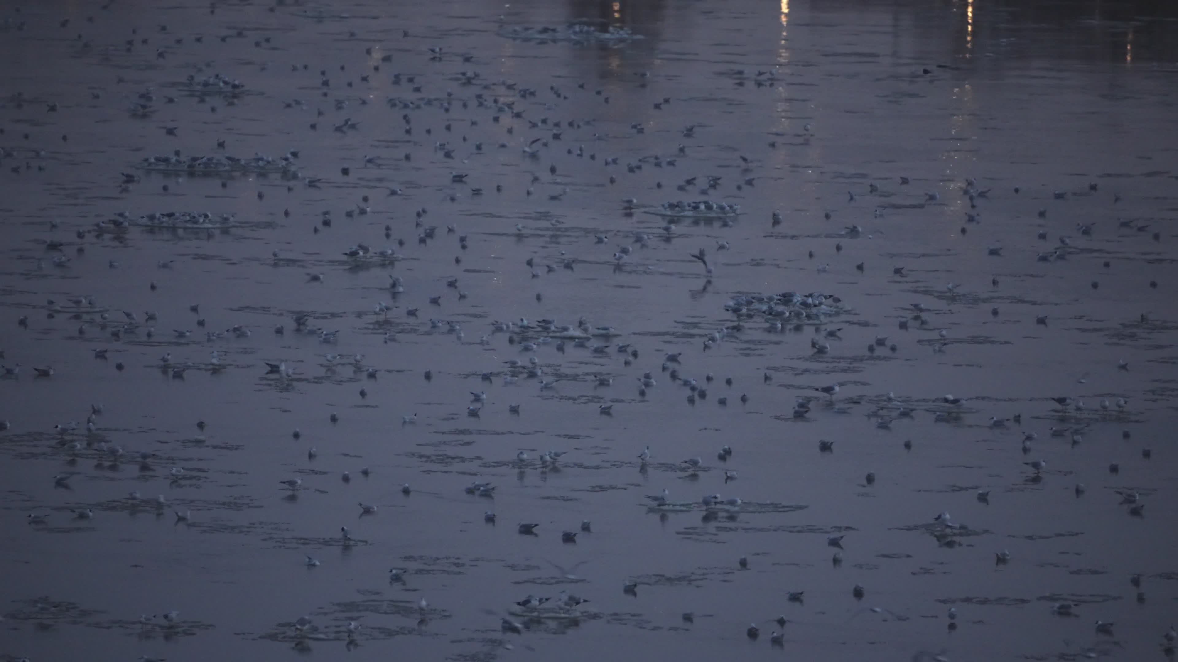 Thousands of seagulls gather on "ice pancakes" on Vistula river