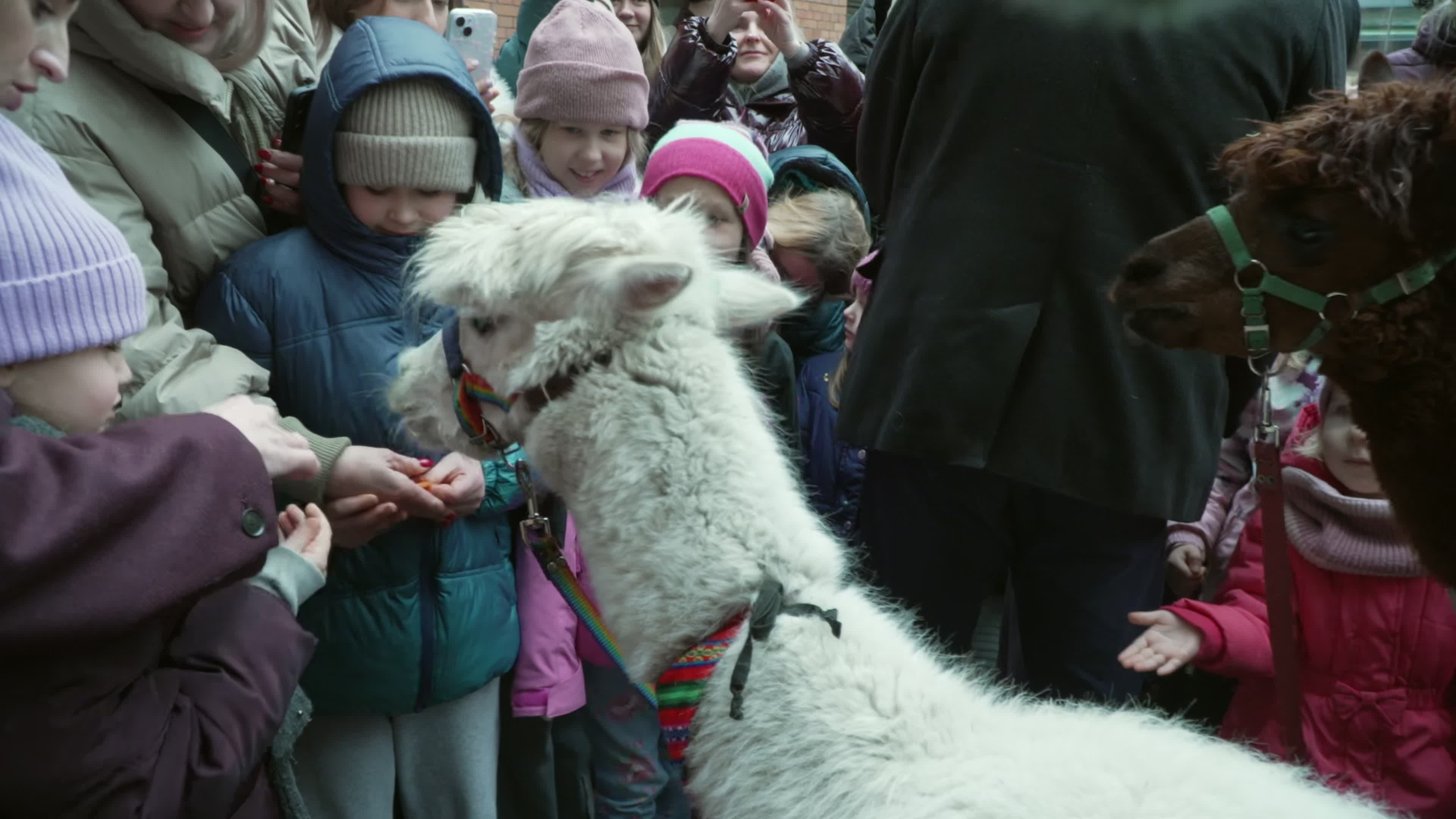 Meeting with Alpacas for children's mental health charity