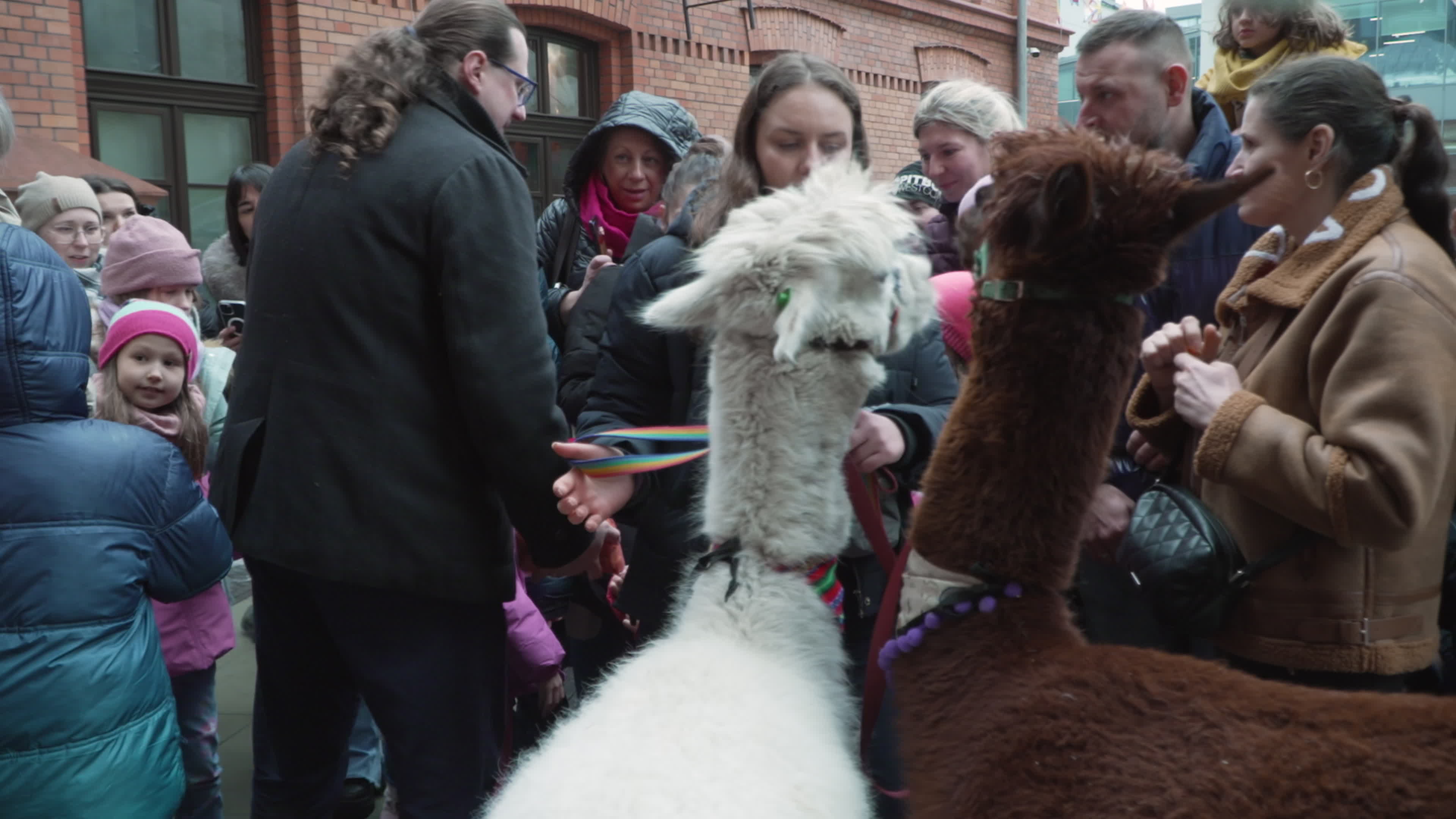 Meeting with Alpacas for children's mental health charity