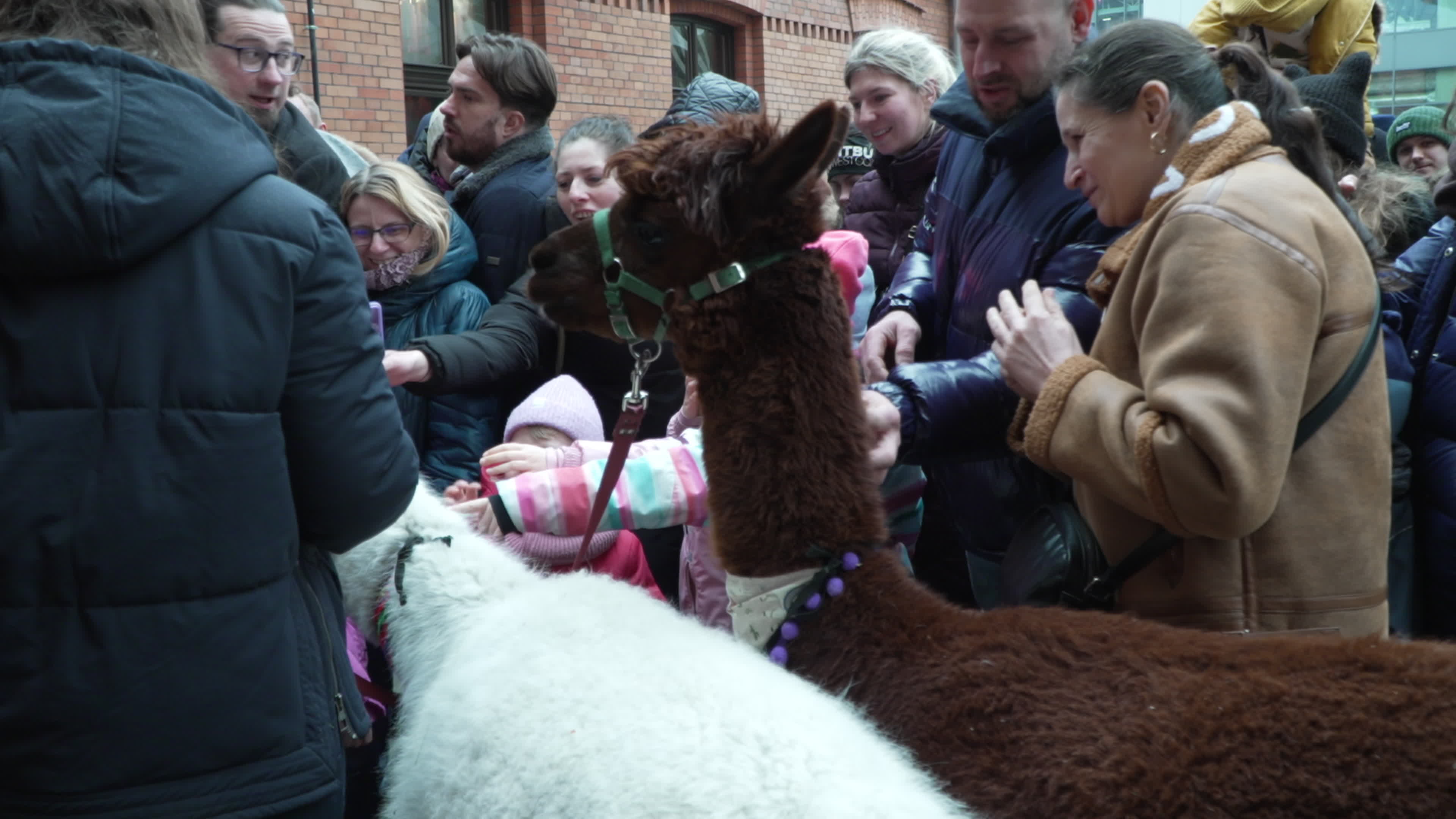 Meeting with Alpacas for children's mental health charity