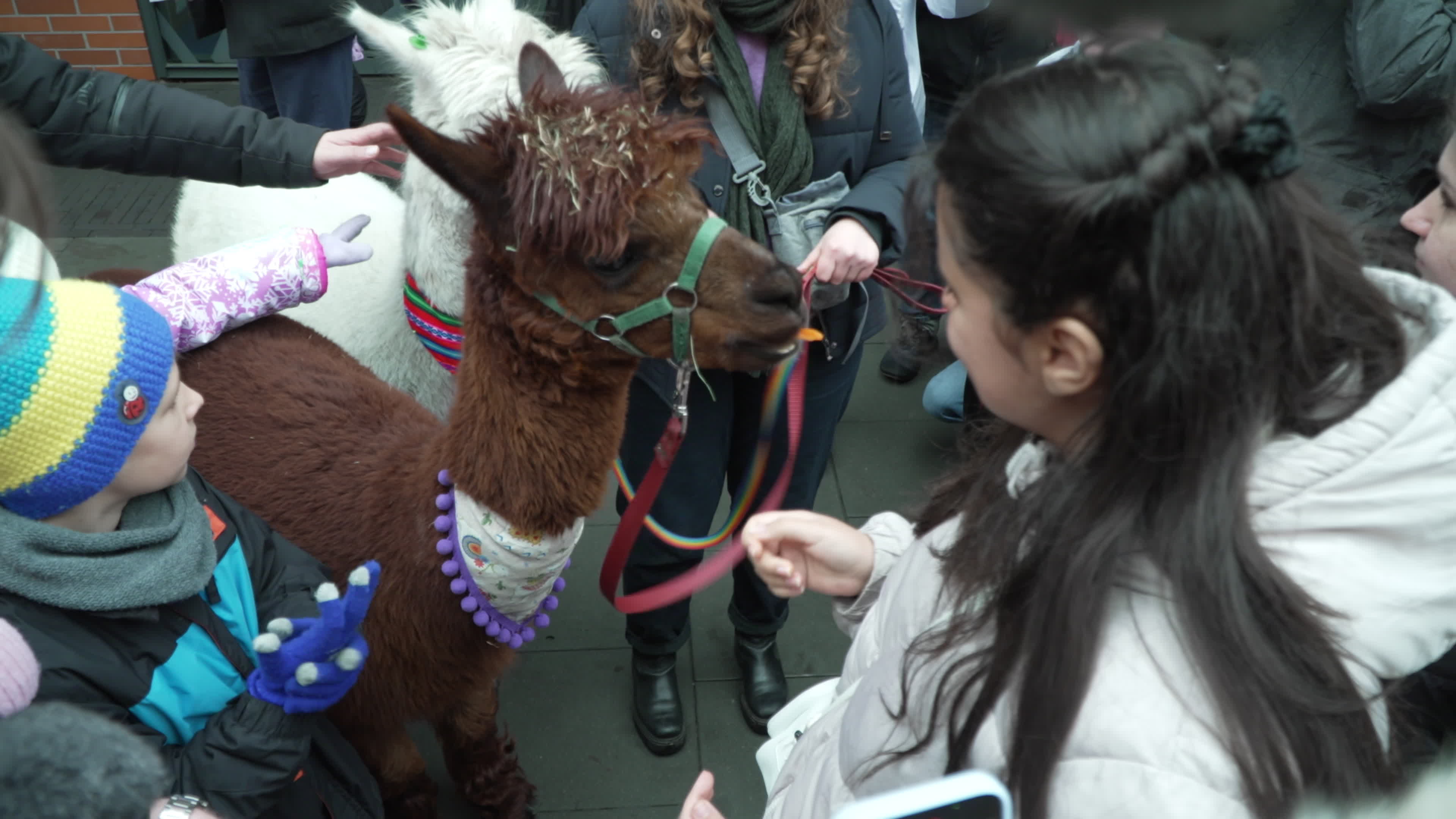 Meeting with Alpacas for children's mental health charity