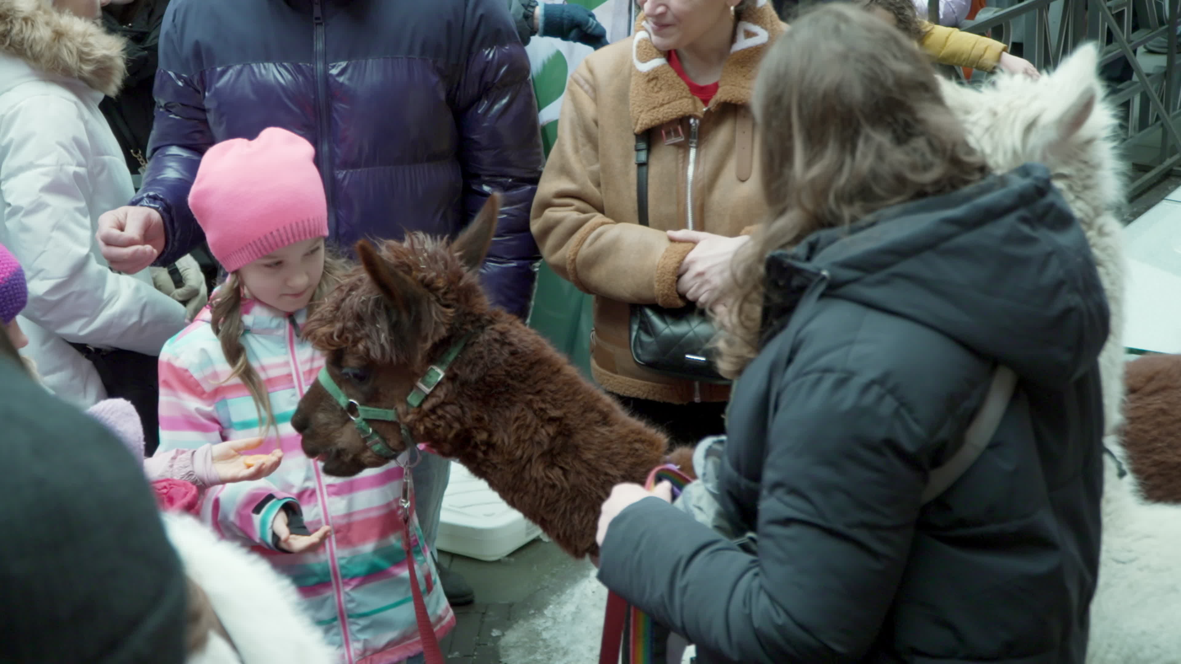Meeting with Alpacas for children's mental health charity