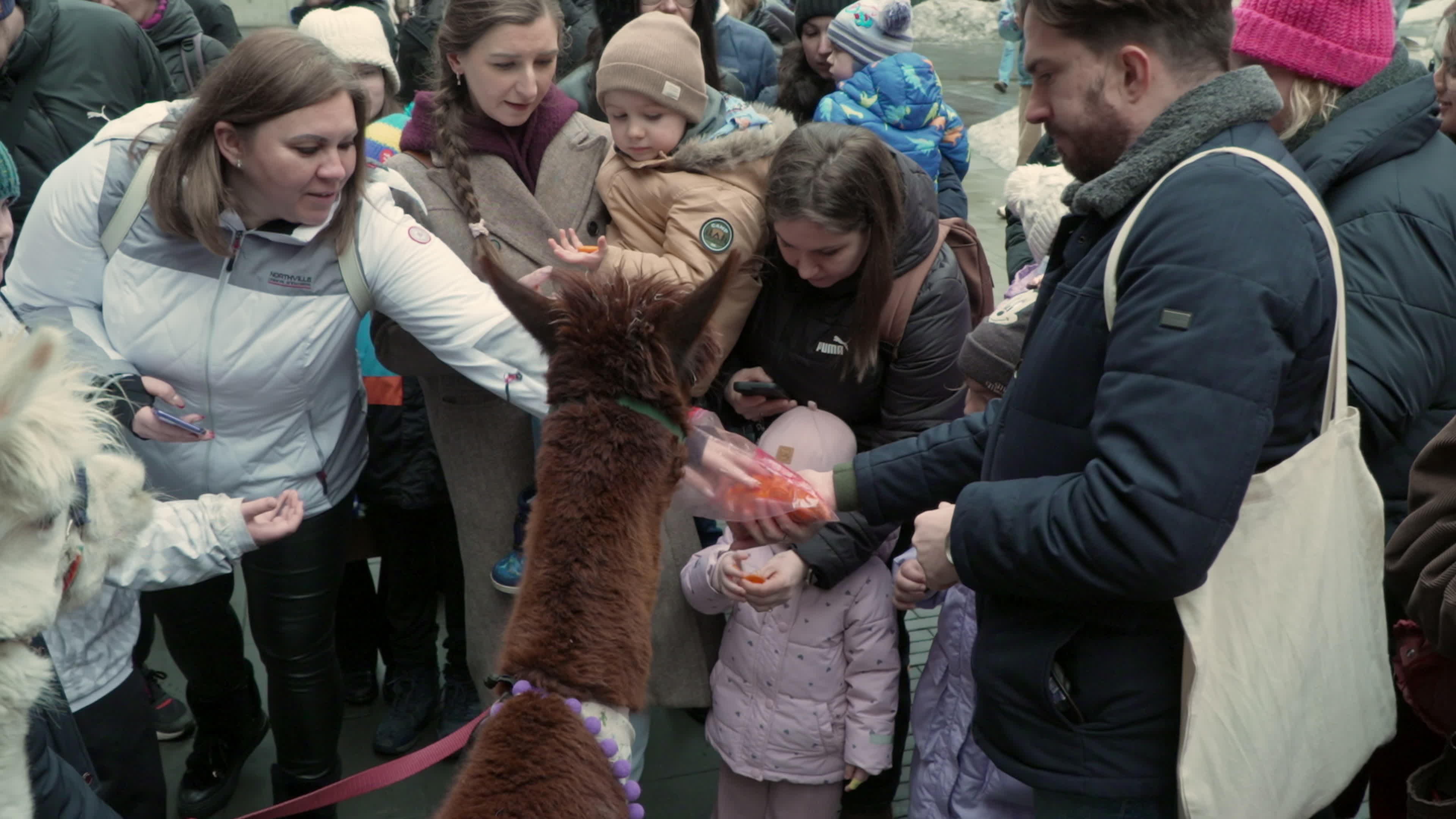 Meeting with Alpacas for children's mental health charity