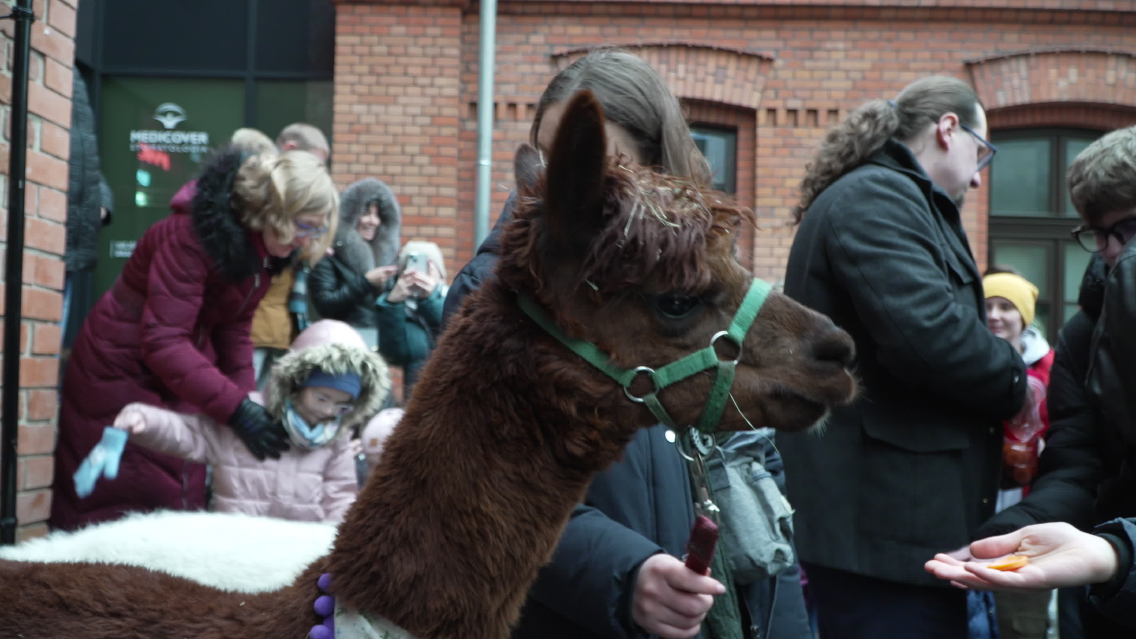 Meeting with Alpacas for children's mental health charity