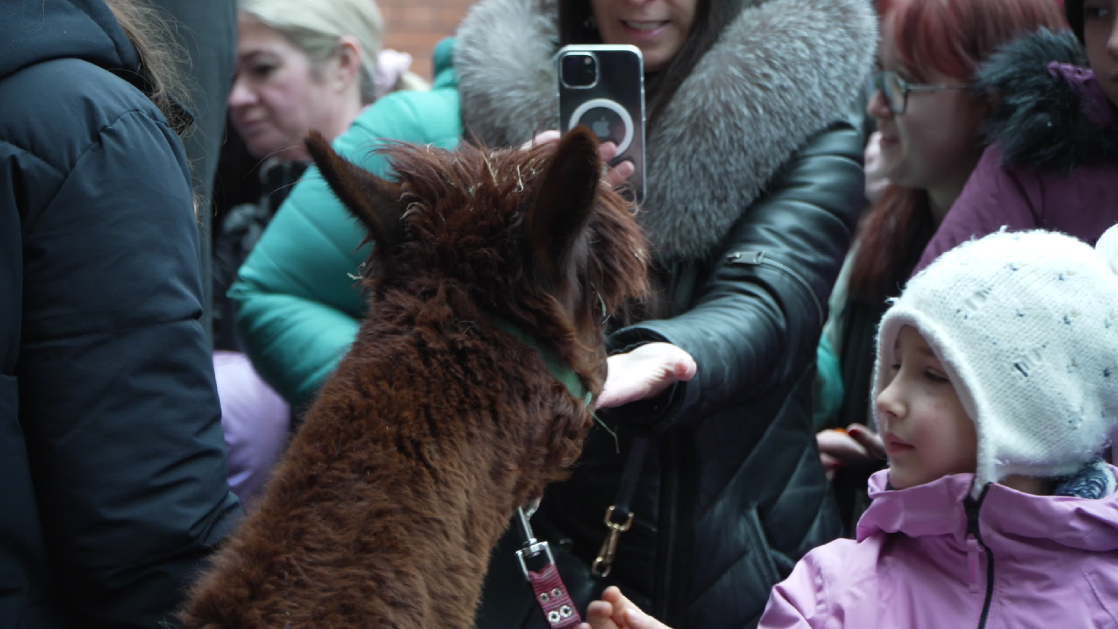 Meeting with Alpacas for children's mental health charity
