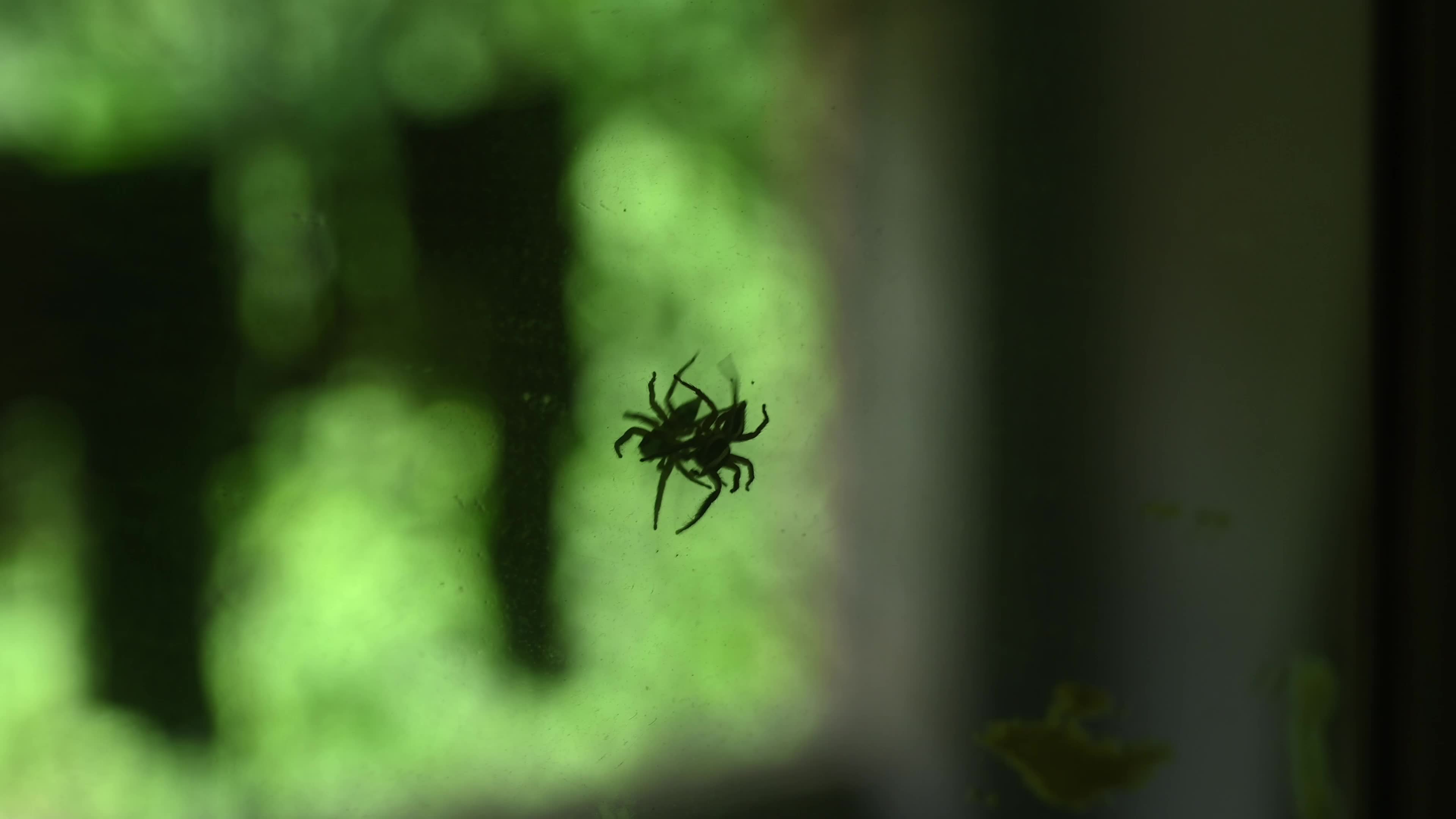 Plexippus Paykulli (Jumping Spider) Sitting On A Mirror - Animal Reflections - Animal India