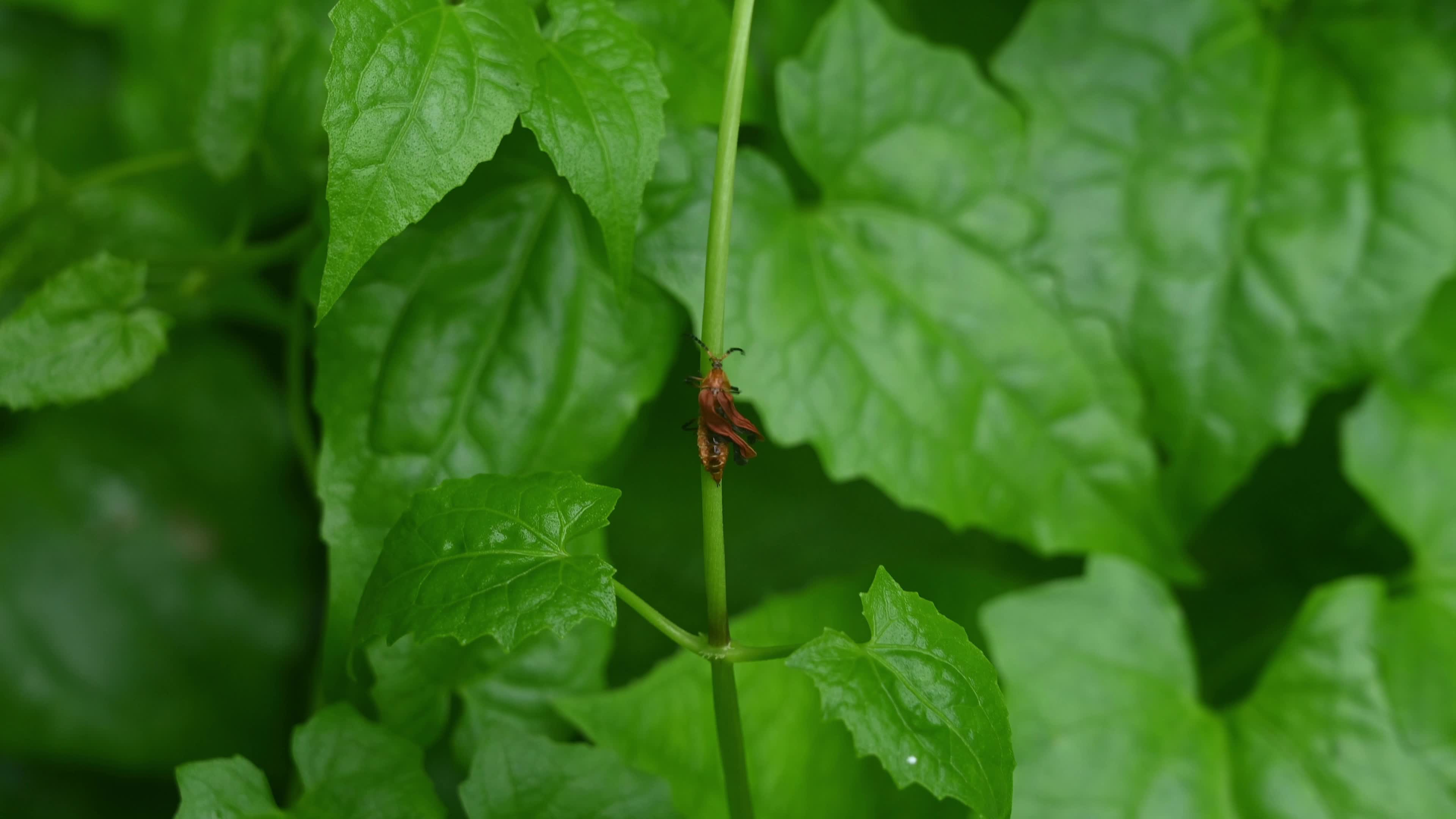Lycid Beetle - Toxic Beetle - Net-winged Beetle - Lycidae
