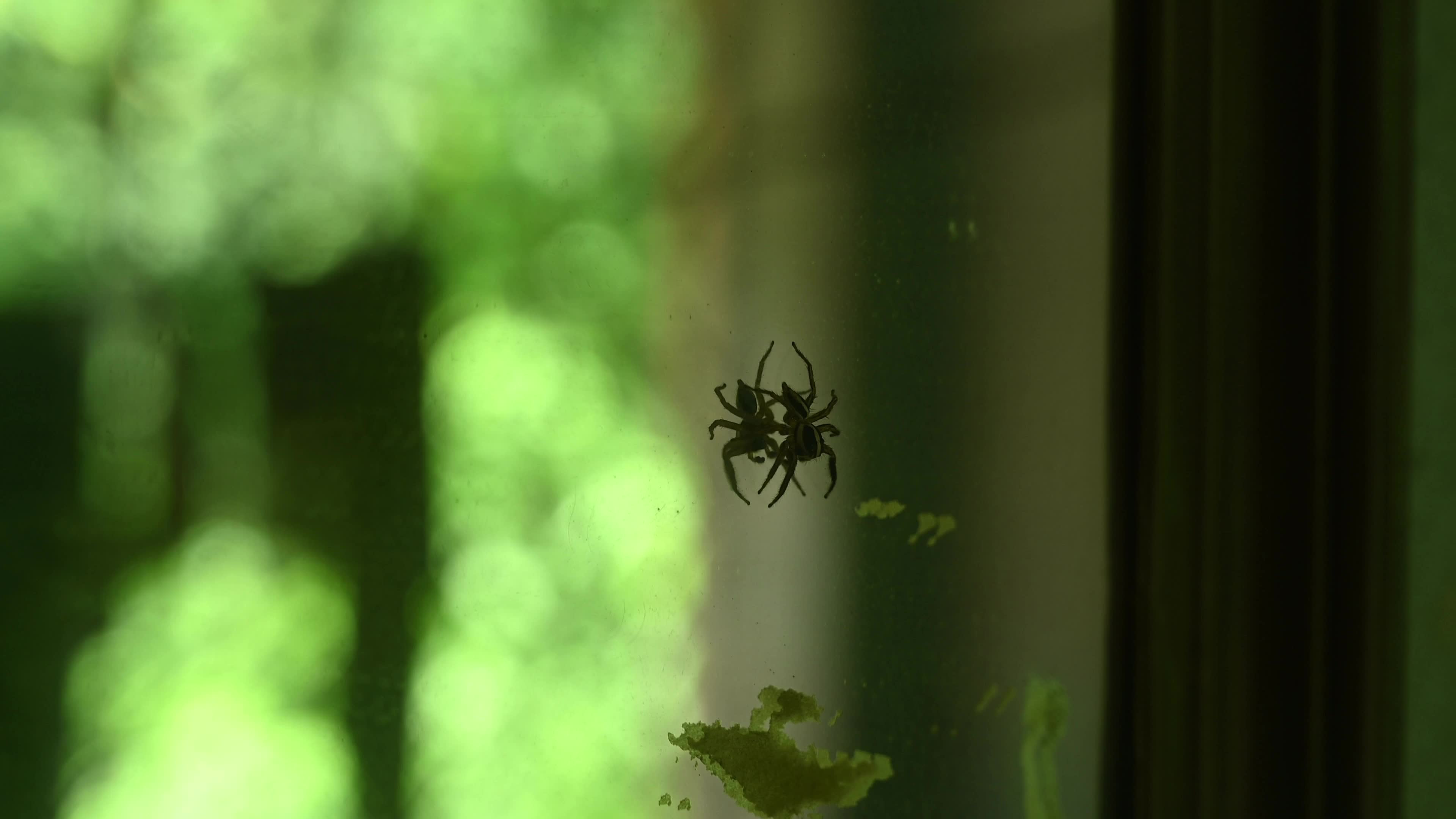 Plexippus Paykulli (Jumping Spider) Sitting On A Mirror - Animal Reflections - Animal India