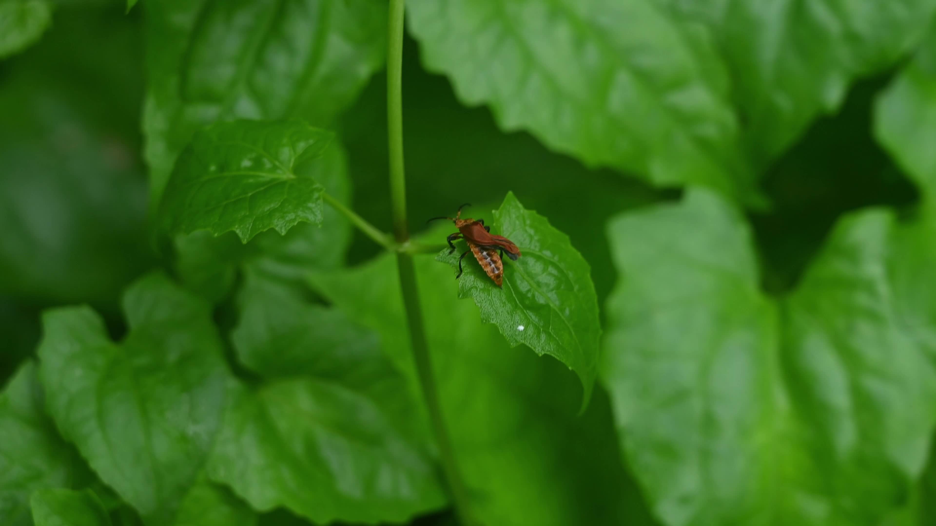 Lycid Beetle - Toxic Beetle - Net-winged Beetle - Lycidae