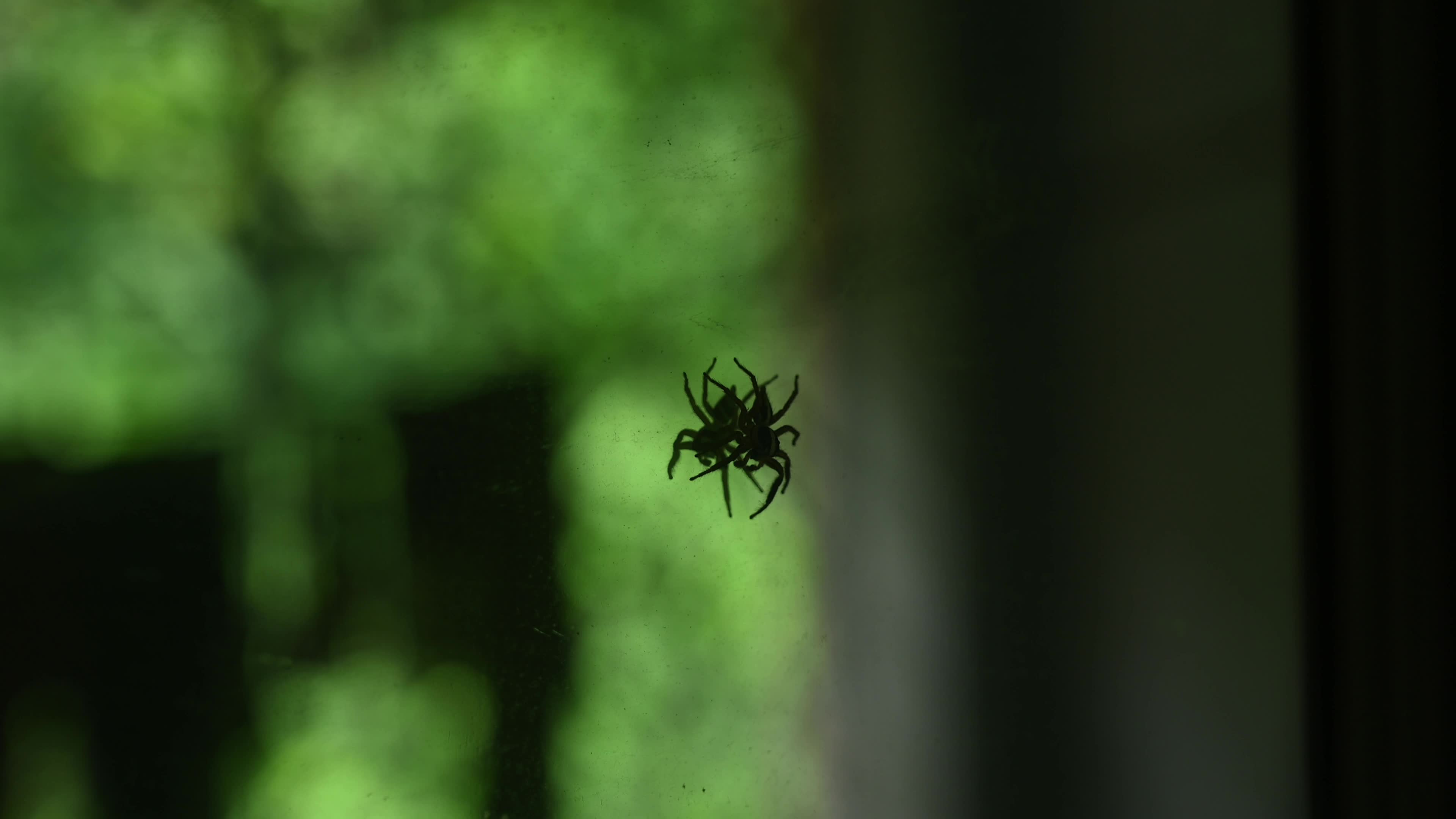 Plexippus Paykulli (Jumping Spider) Sitting On A Mirror - Animal Reflections - Animal India