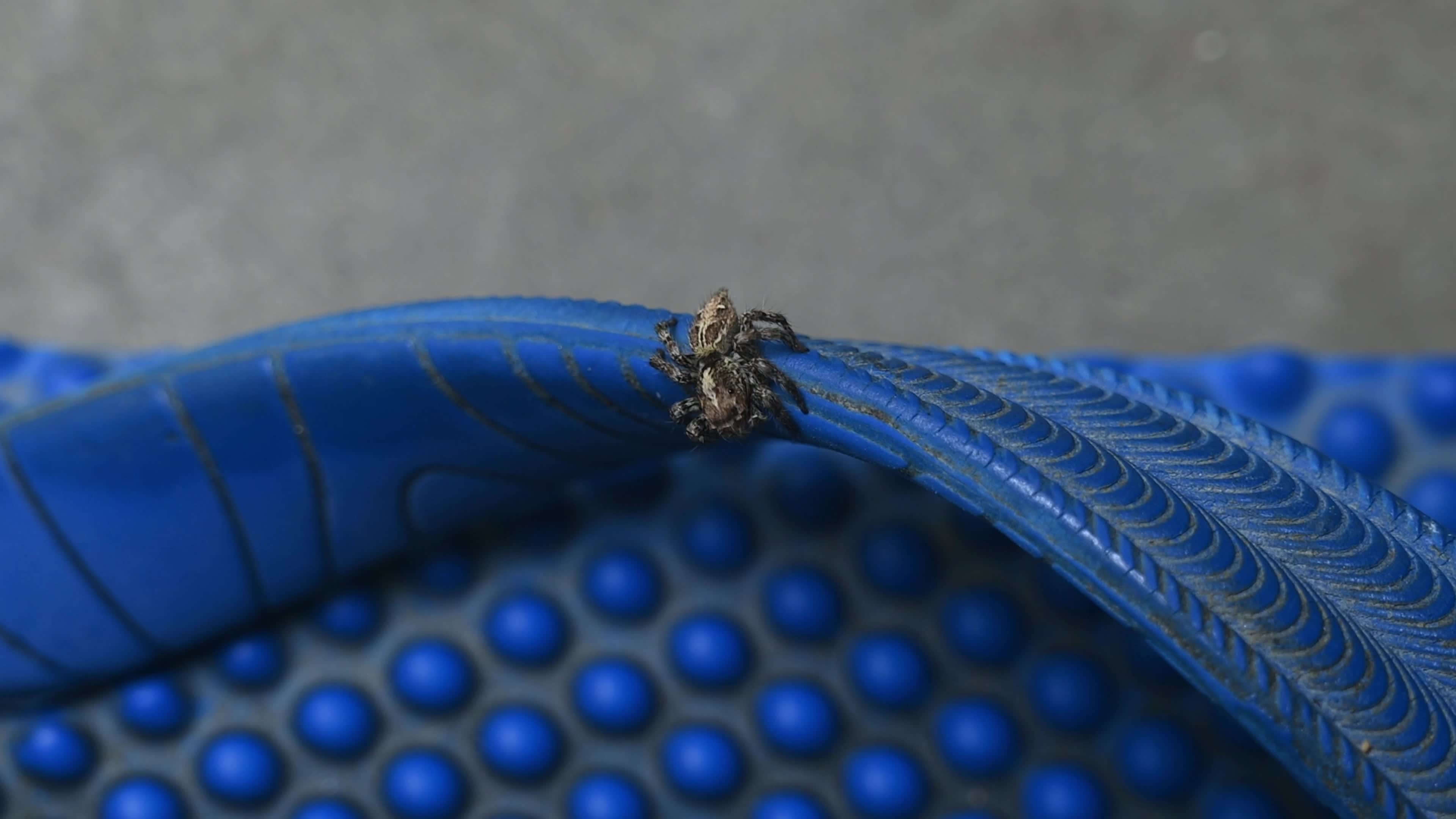 Plexippus Paykulli (Jumping Spider) Sitting On A Mirror - Animal Reflections - Animal India