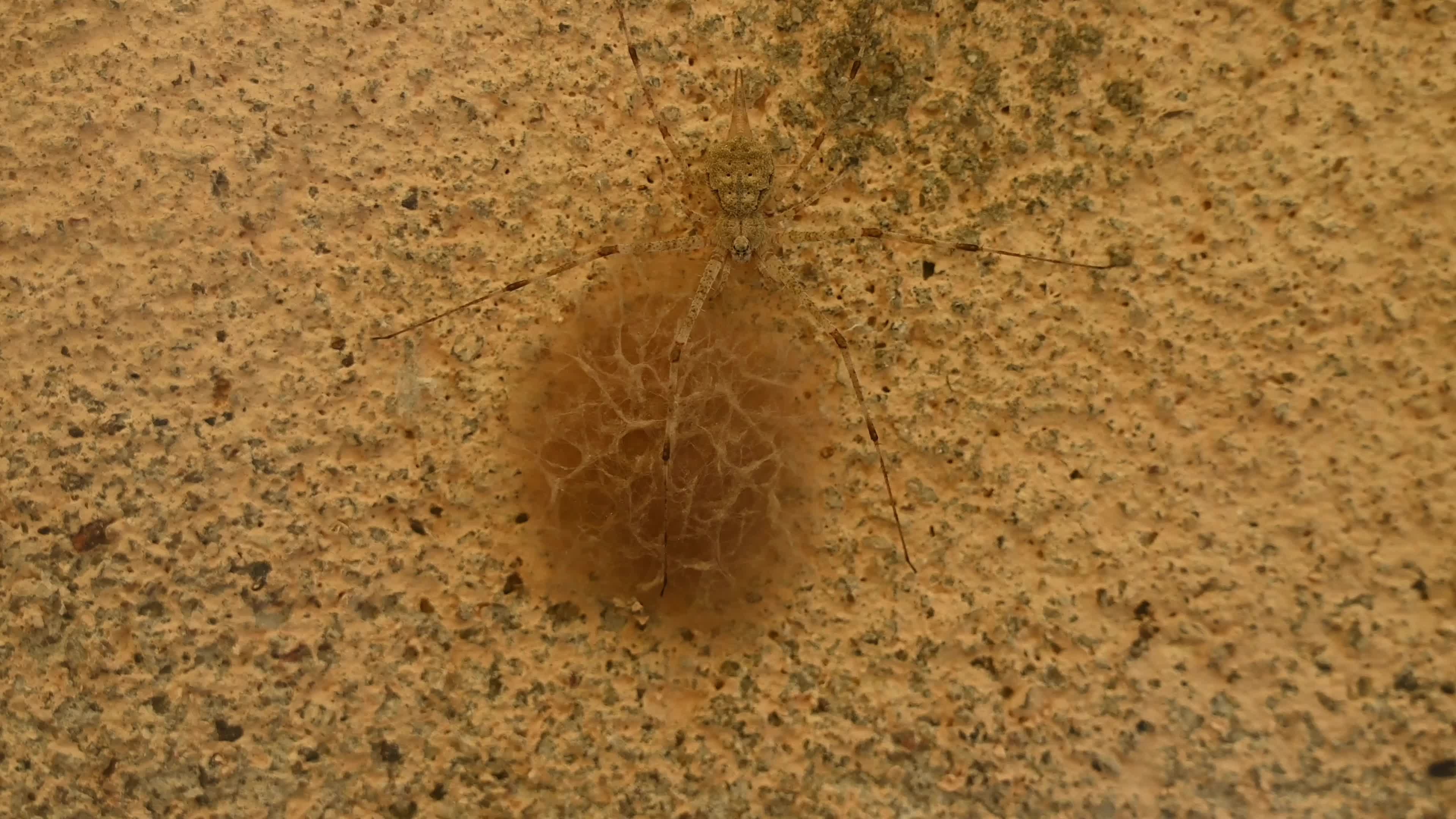 Tree Trunk Spider (Hersiliidae) Protecting Eggs - Animal India